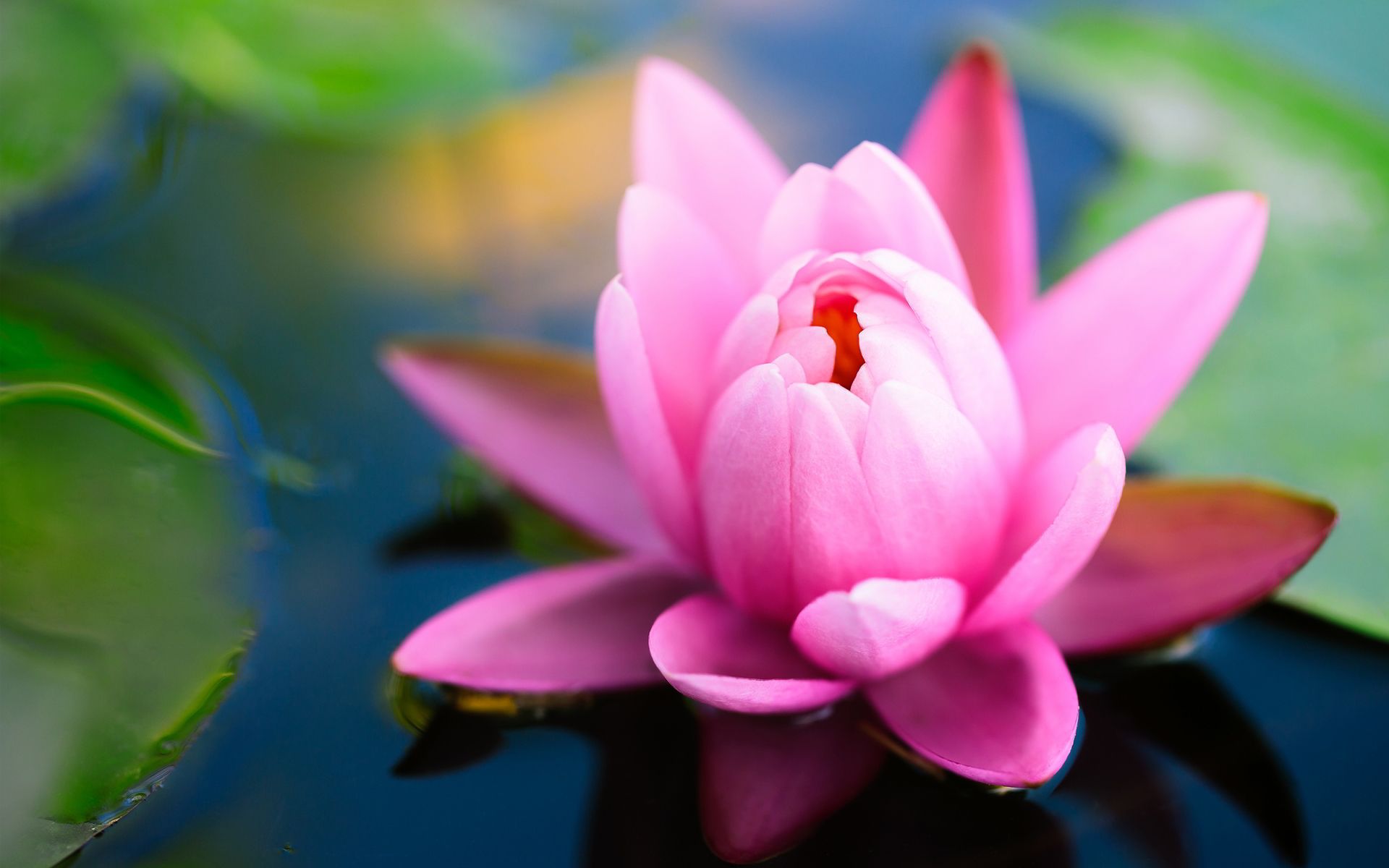 Pink Flower Tumblr Wallpaper For Android for Desktop 1920x1200 px ...