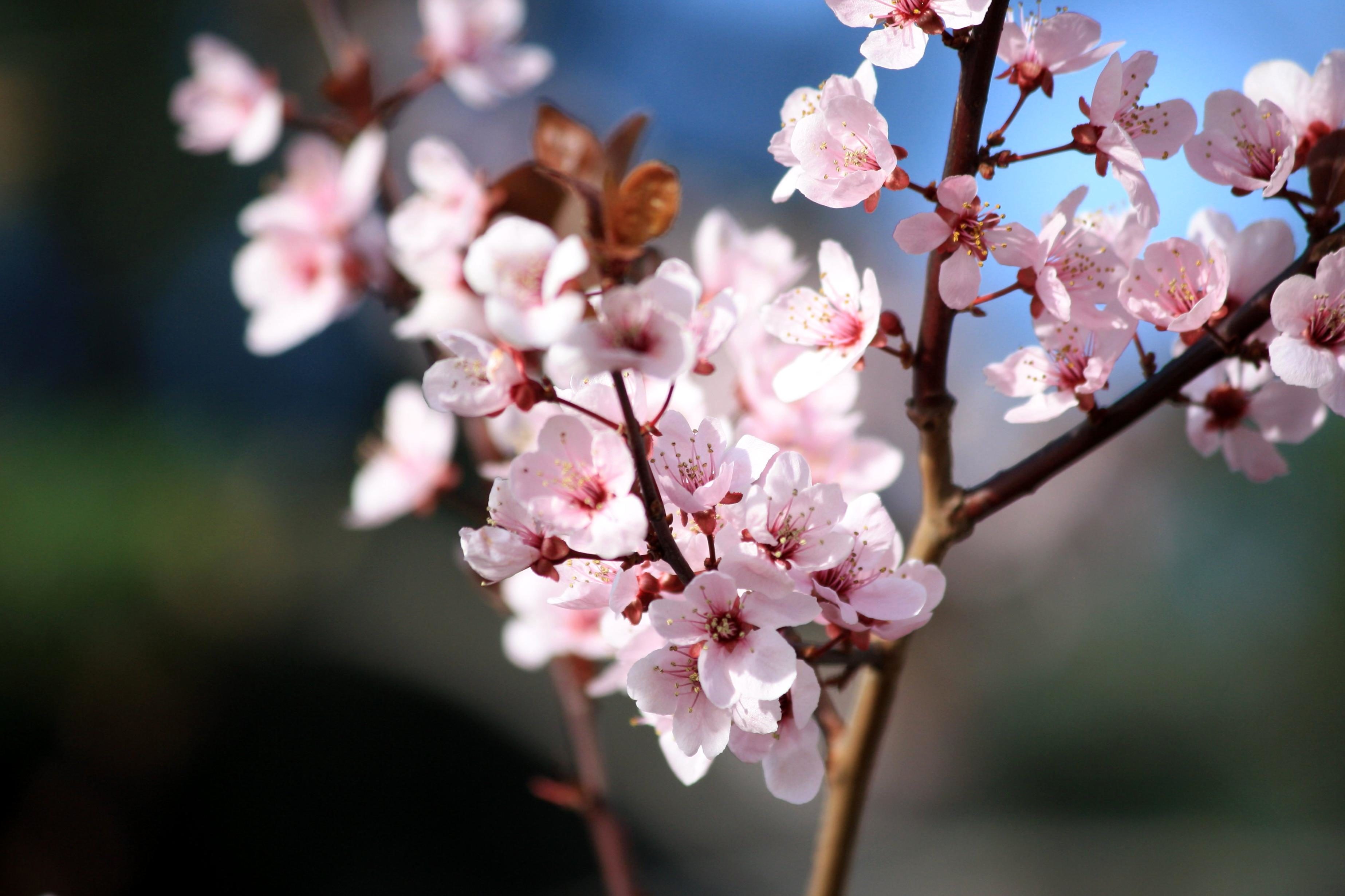 Free picture: pink flowers, blossoms, plum tree