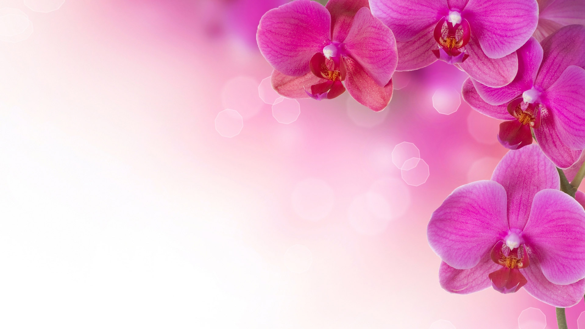 100% Quality HD Pink Flowers Wallpapers Widescreen, for PC & Mac ...