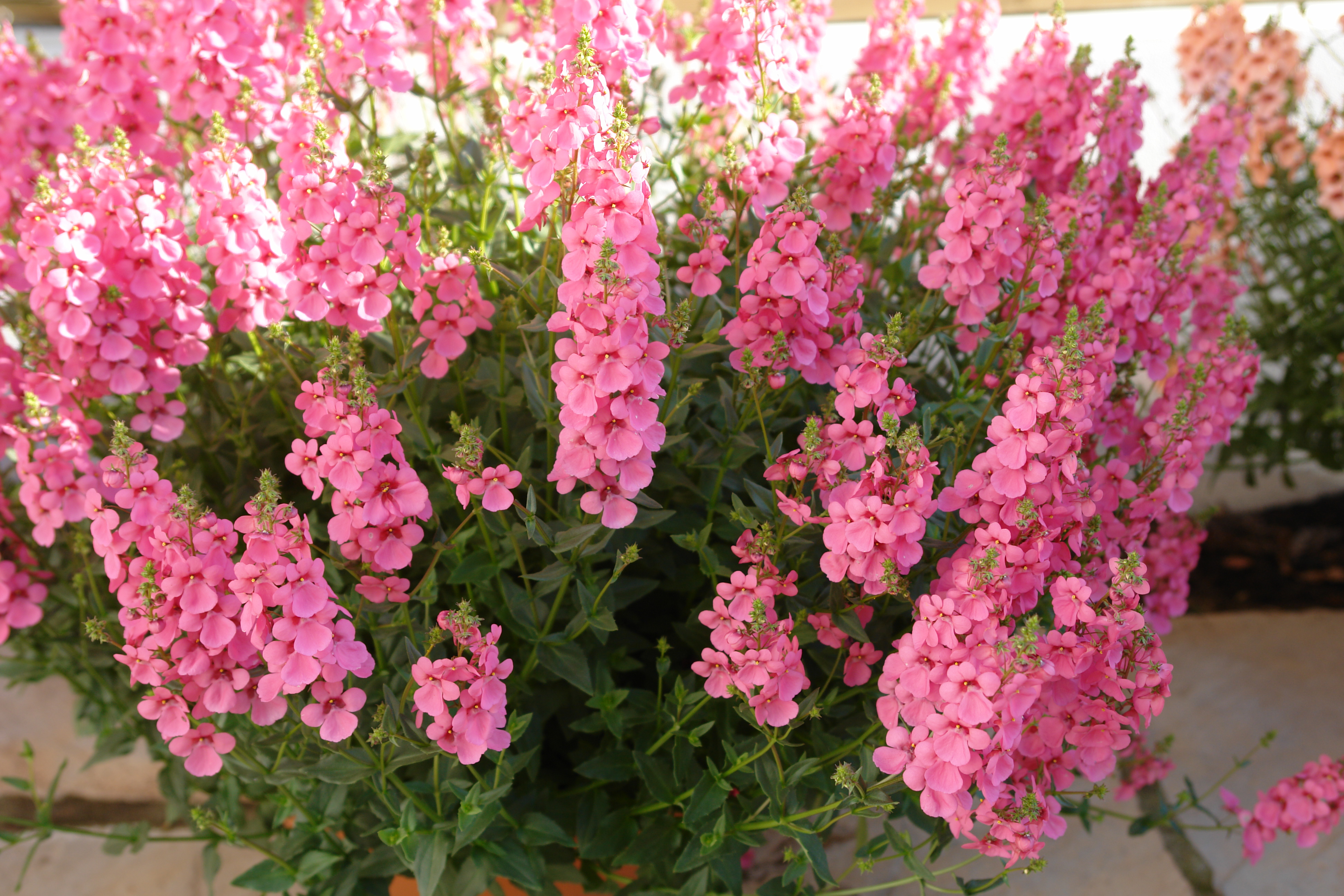 Diascia TOWERS OF FLOWERS® 'Light Pink' - PlantHaven International