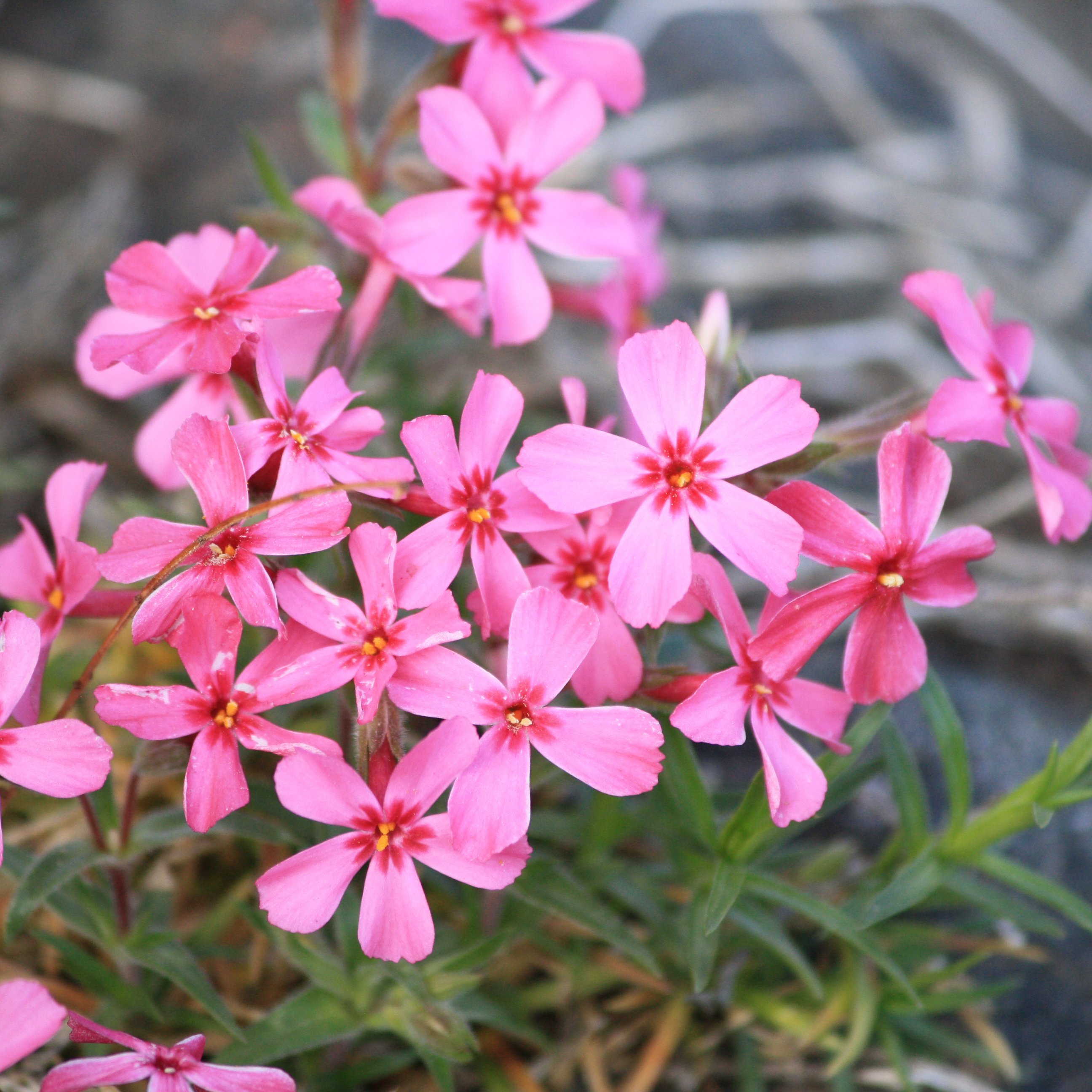 Creeping Phlox Pink Flowers Picture | Free Photograph | Photos ...