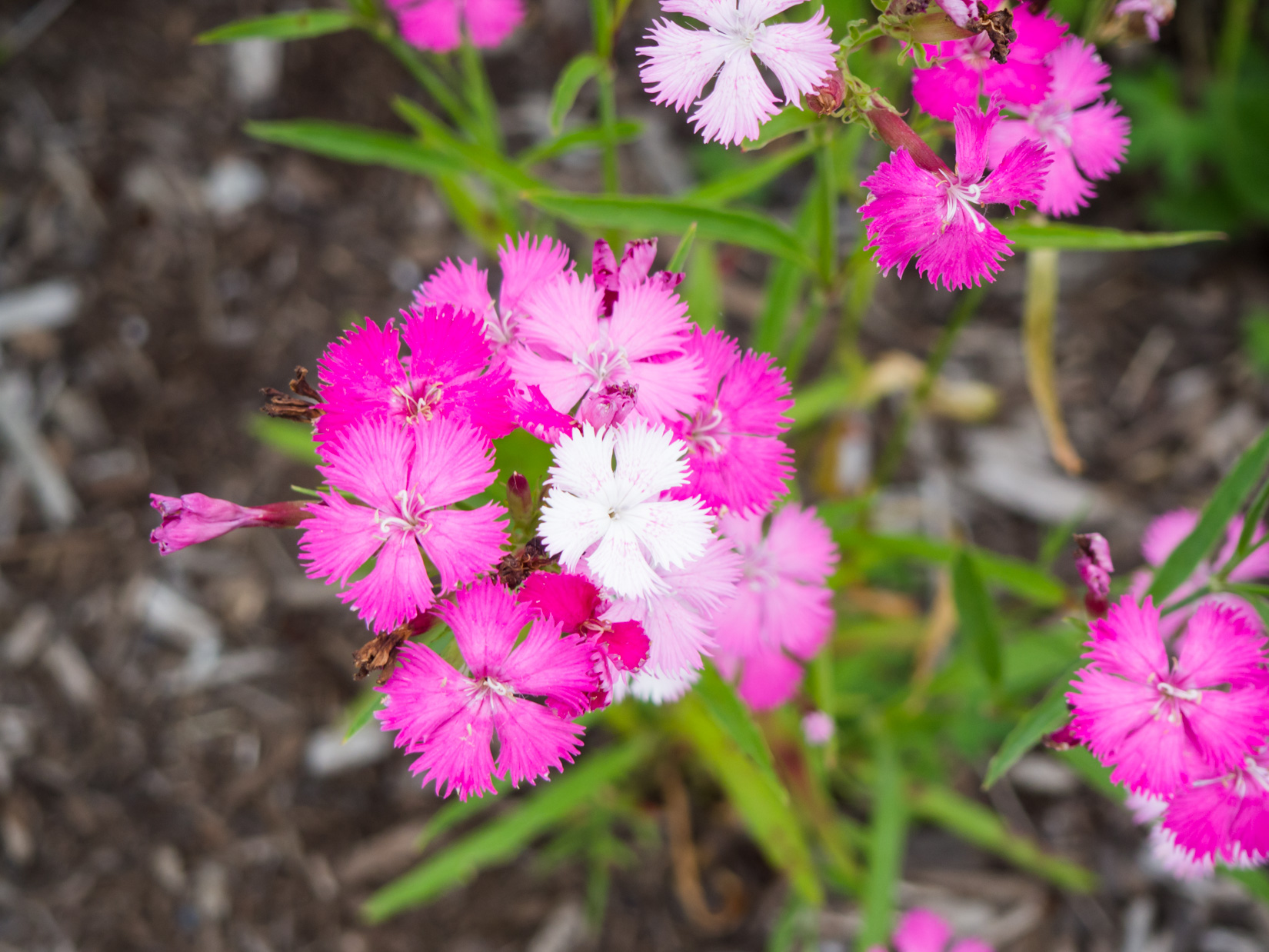 Pink flowers photo