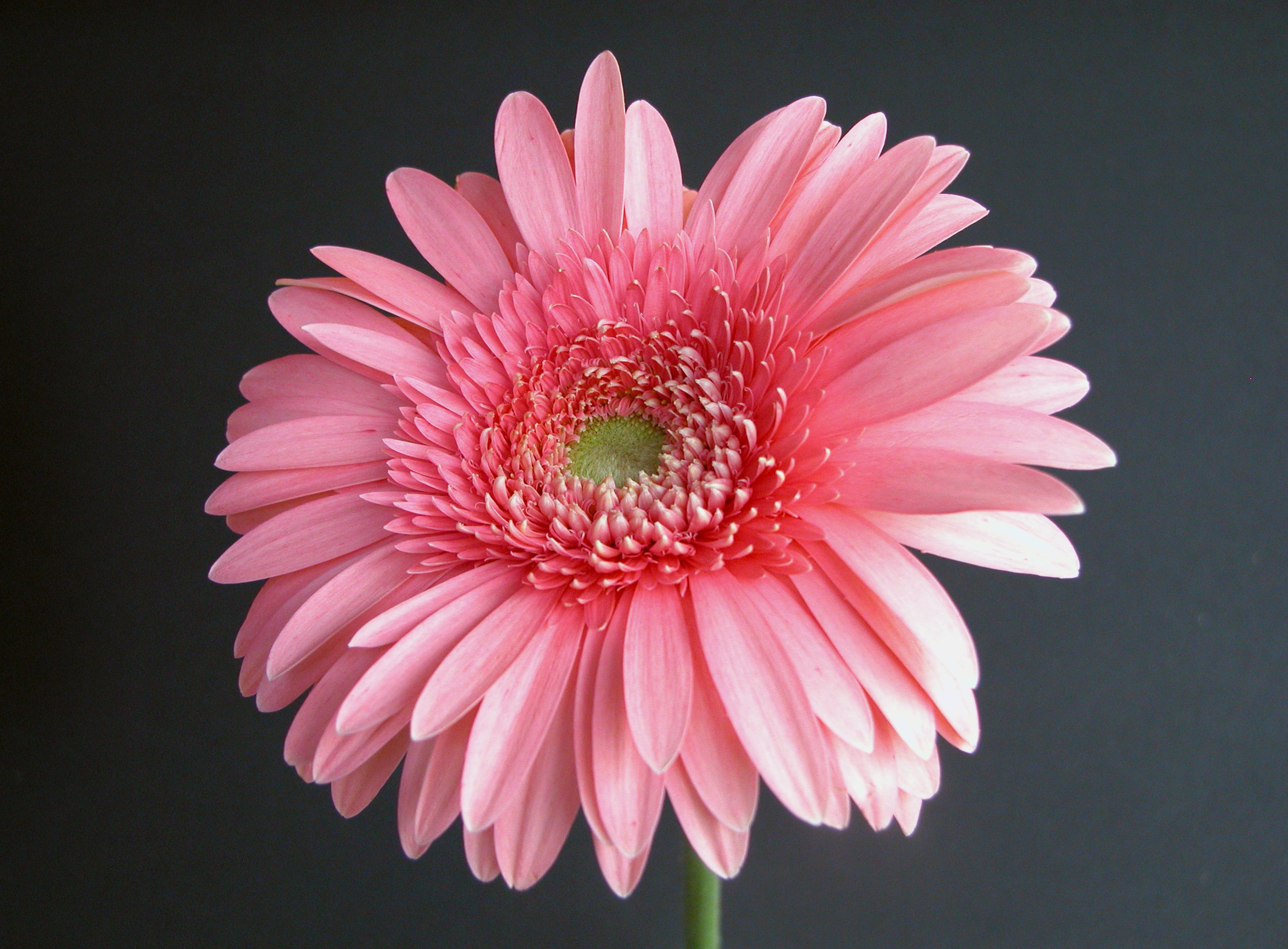 The beauty of Pink flowers | Art and Design