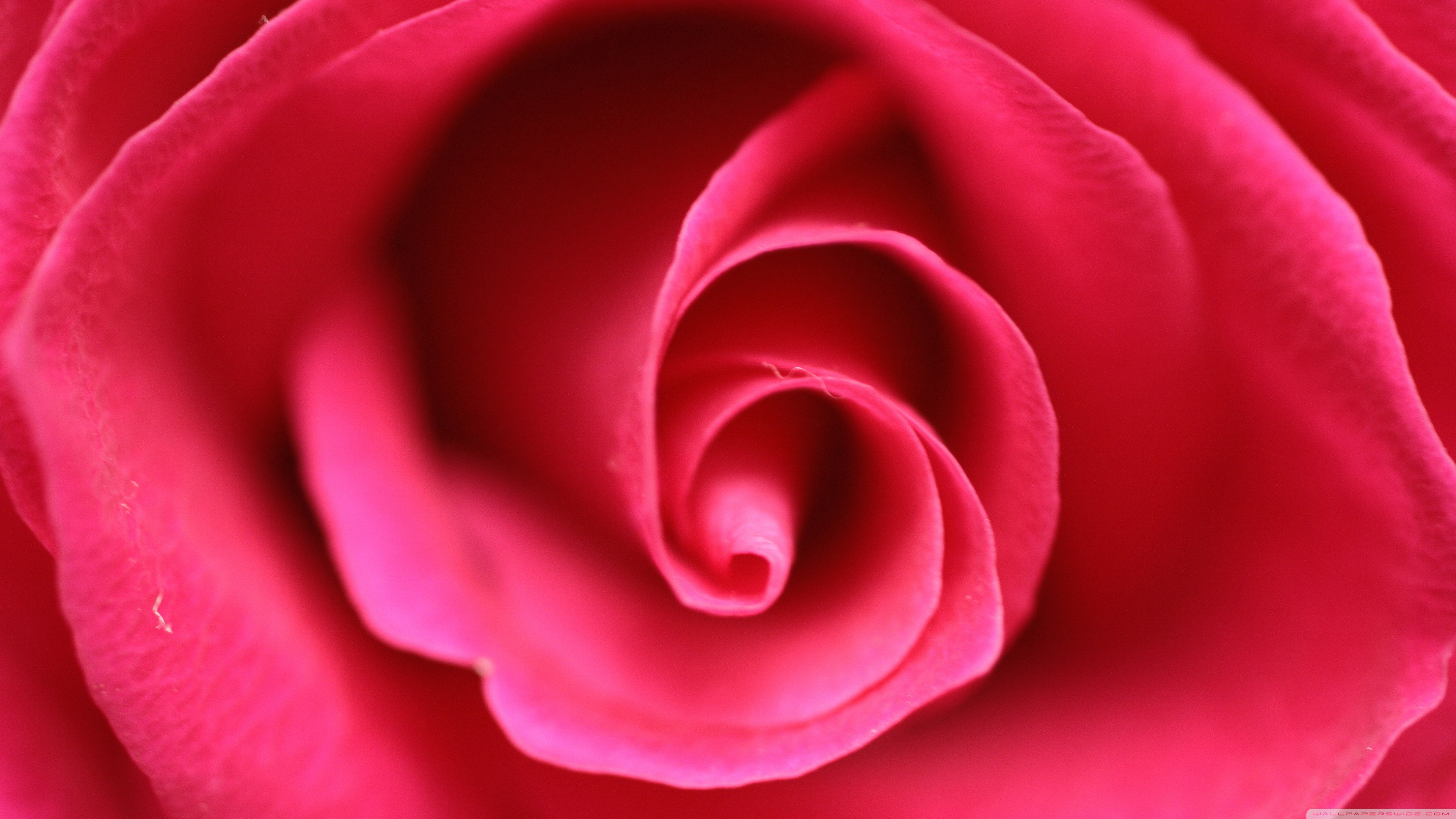 Close Up Pink Rose ❤ 4K HD Desktop Wallpaper for 4K Ultra HD TV ...