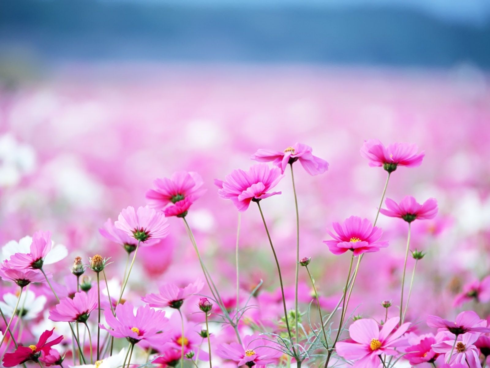 1600x1200 amazing flower field Pink romantic spring nature beautiful ...