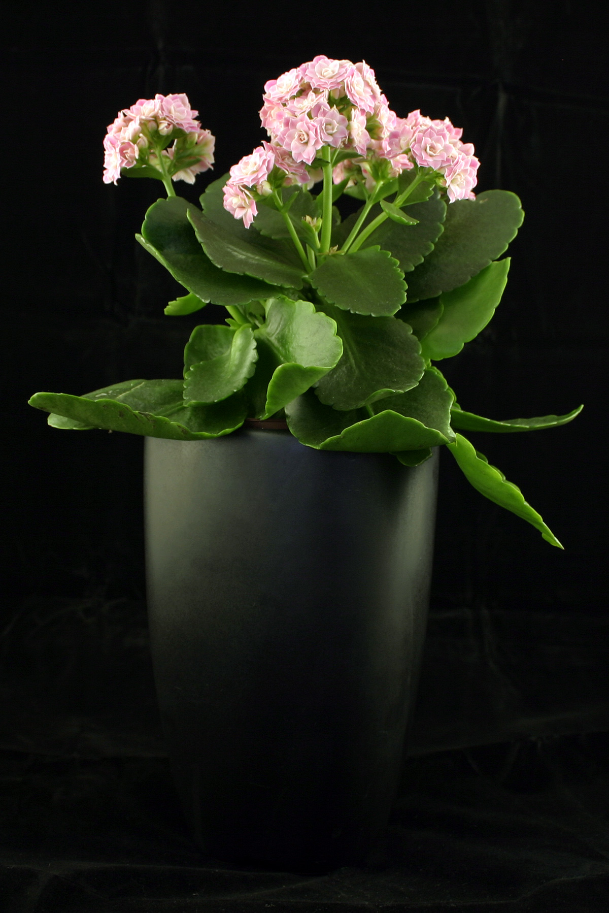 Pink flowers in a black vase photo