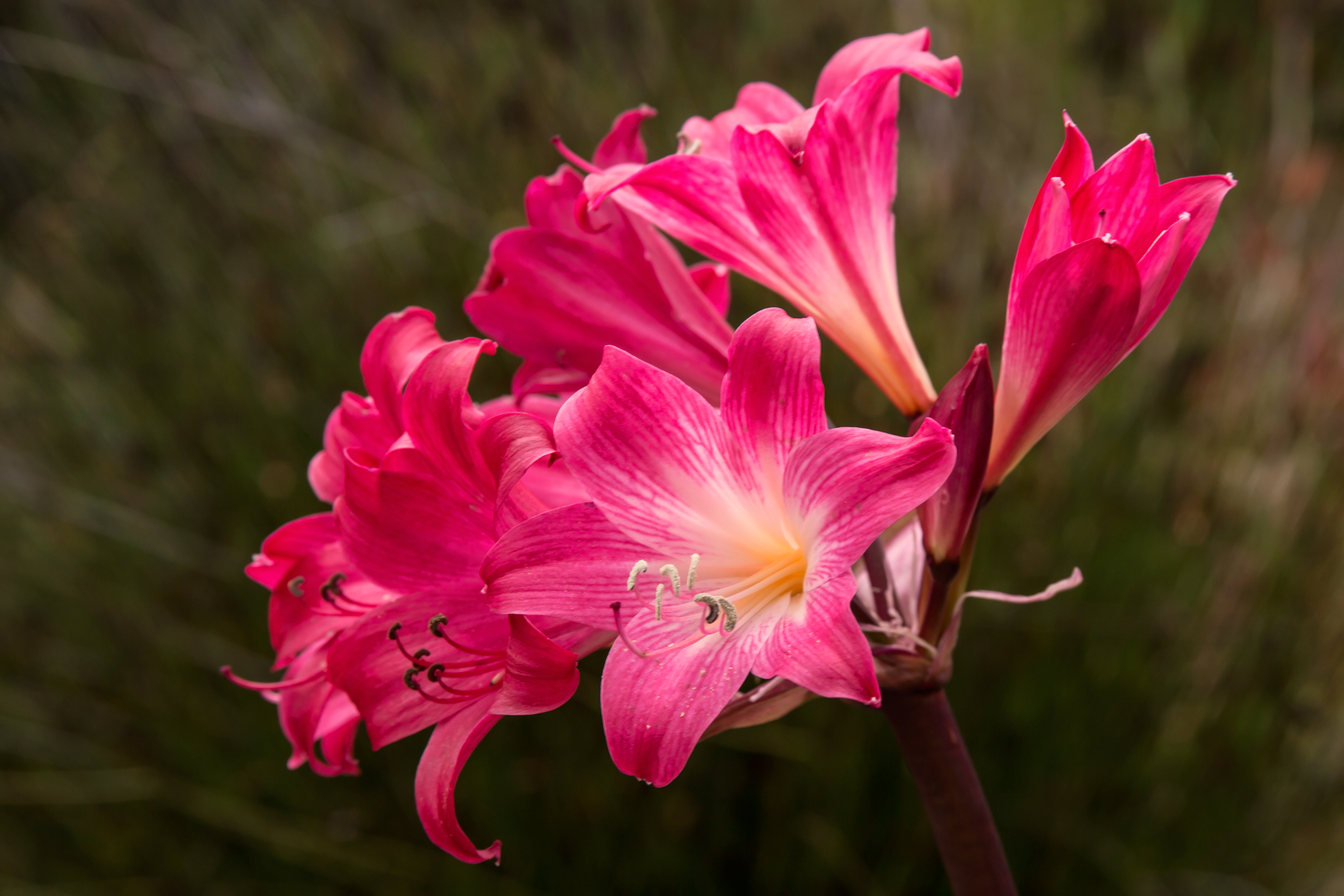 Pink flowers of san francisco botanical garden photo