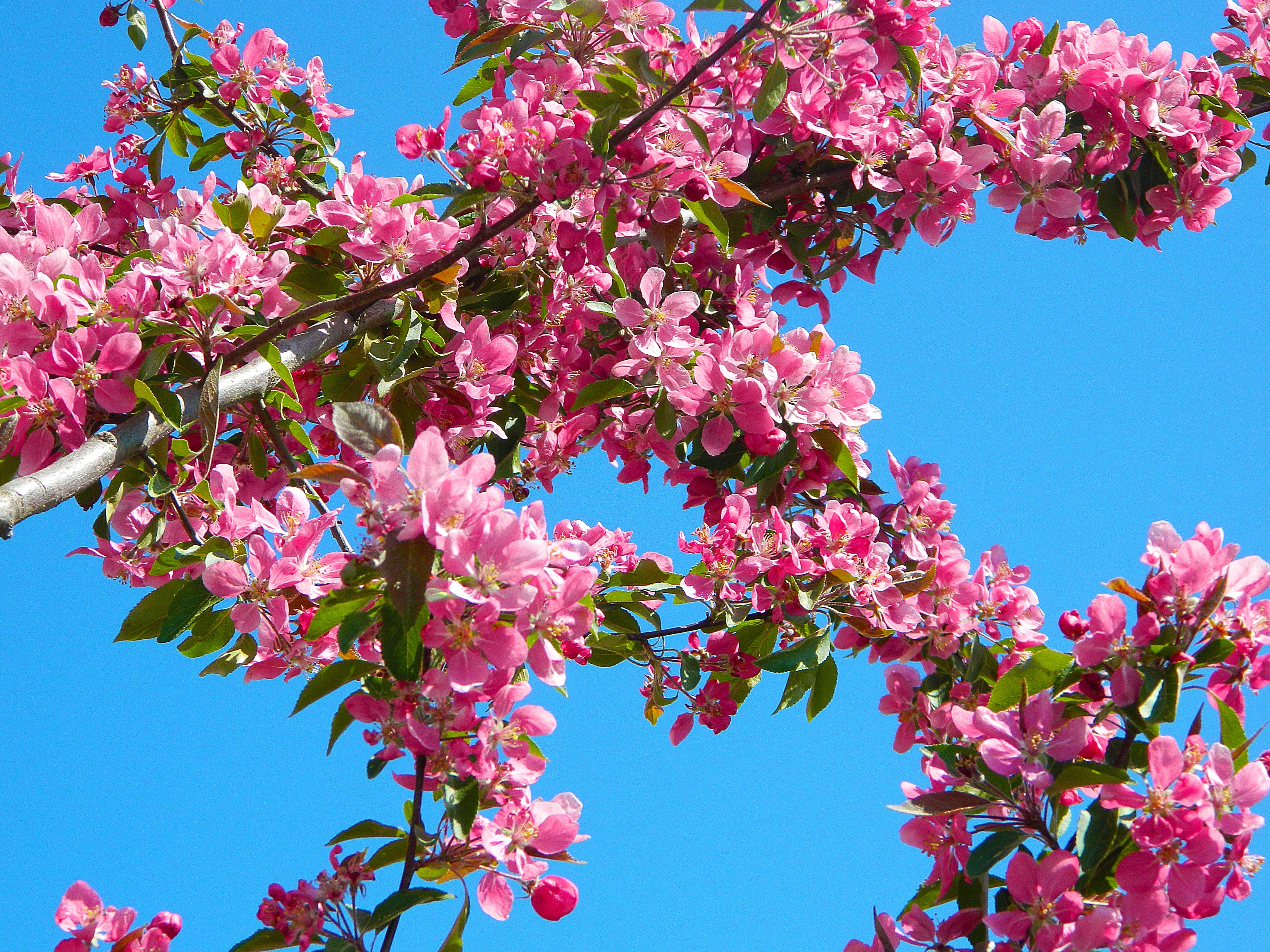 Pink flowers on tree branch during daytime photo