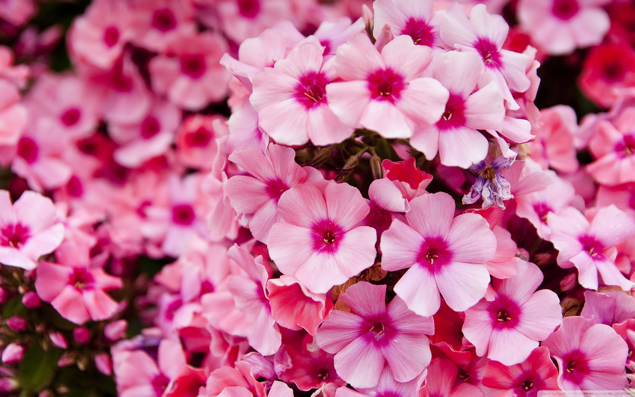 Pink Garden Flowers ❤ 4K HD Desktop Wallpaper for 4K Ultra HD TV ...