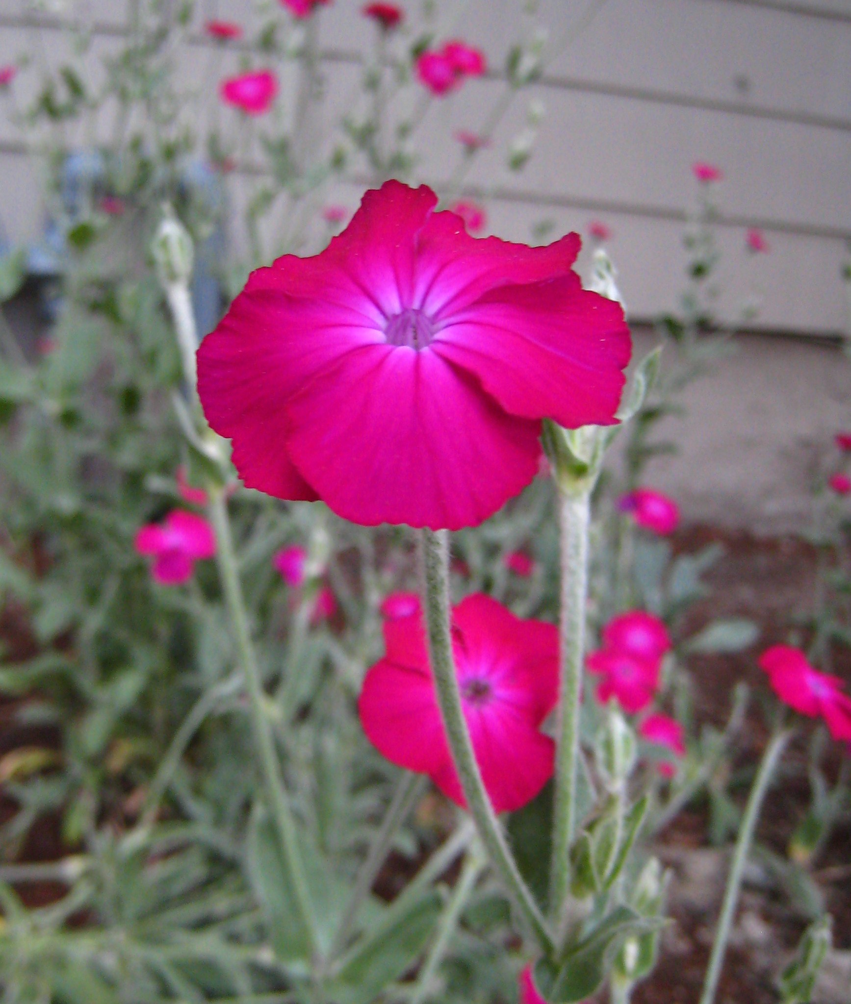 File:Dayglo pink garden flower.JPG - Wikimedia Commons