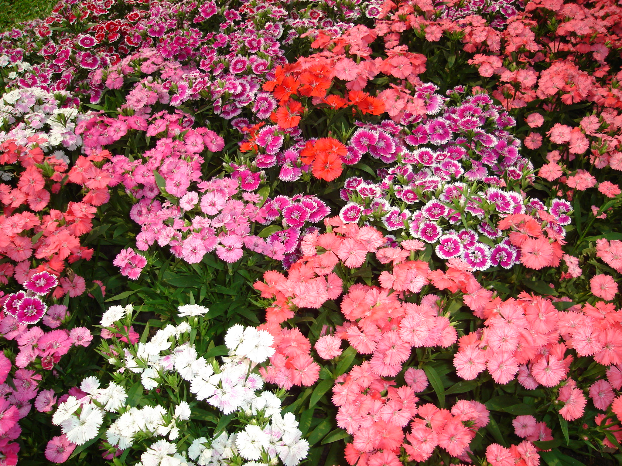 File:Flower garden found in Tak Thailand 1.jpg - Wikimedia Commons