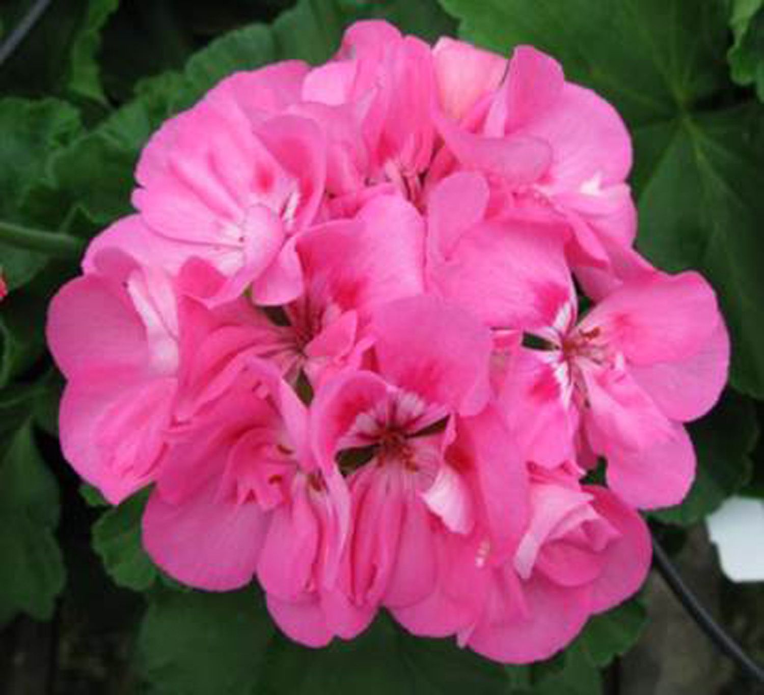 patriot tickled pink geranium - Google Search | Patio, Garden ...