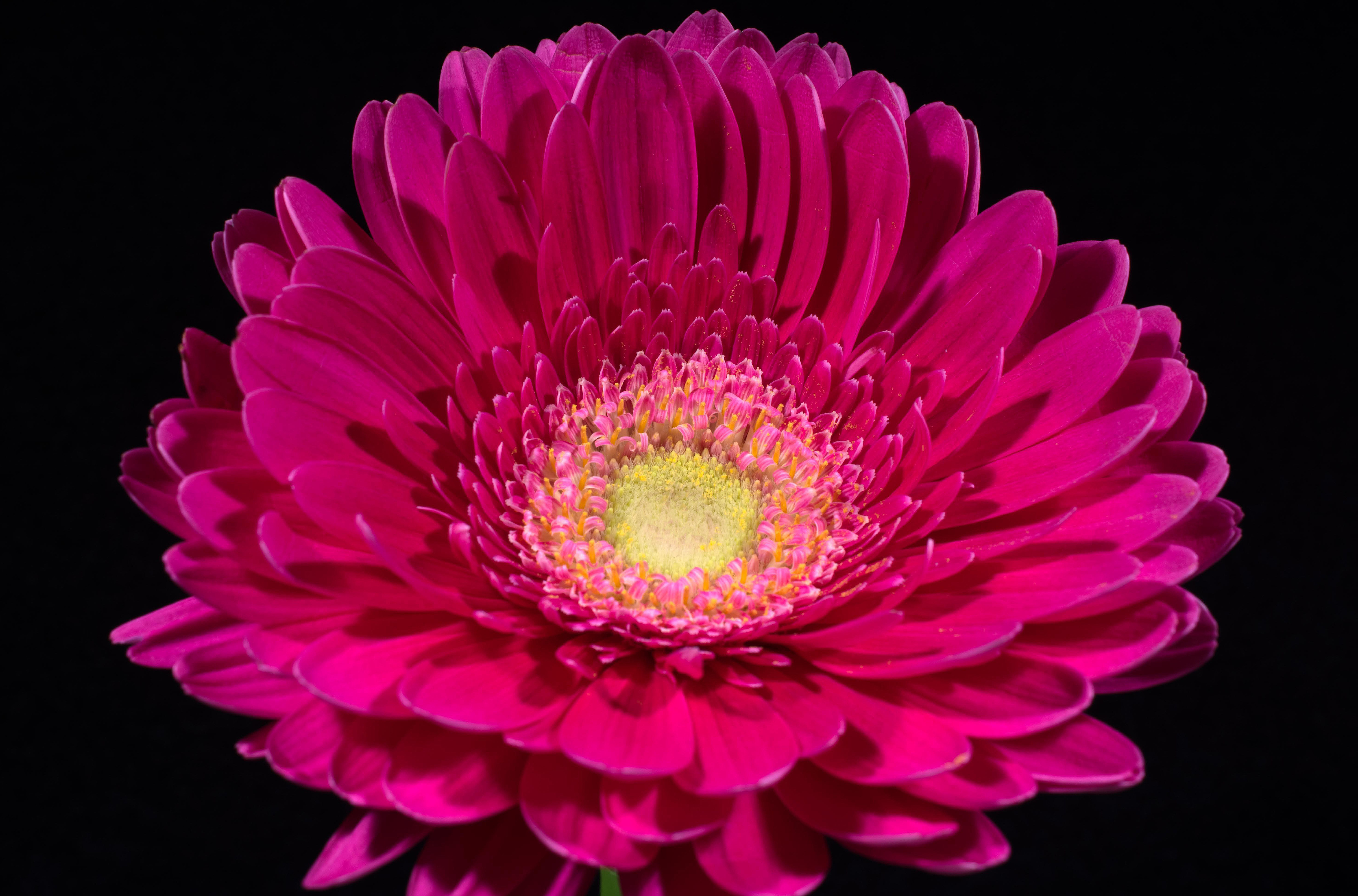 Wallpaper Pink Gerbera, Daisy, HD, 5K, Flowers, #3873