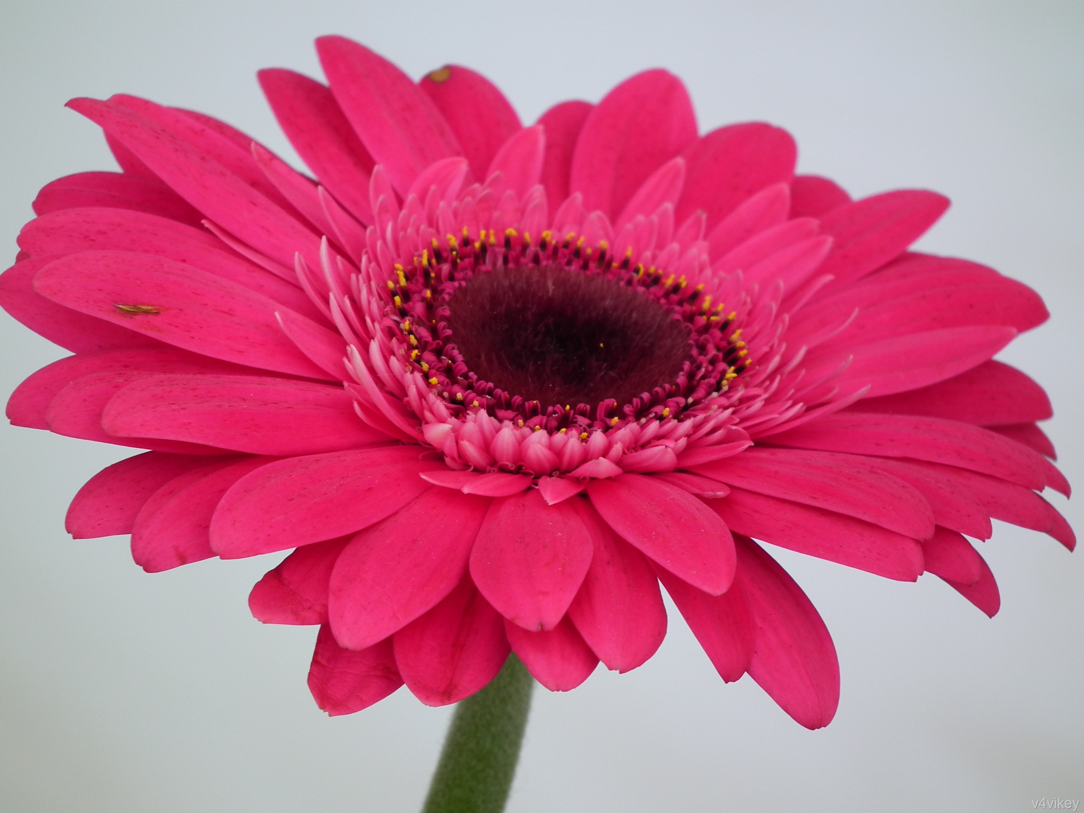 Deep Pink Gerbera Daisy Flower « Wallpaper Tadka