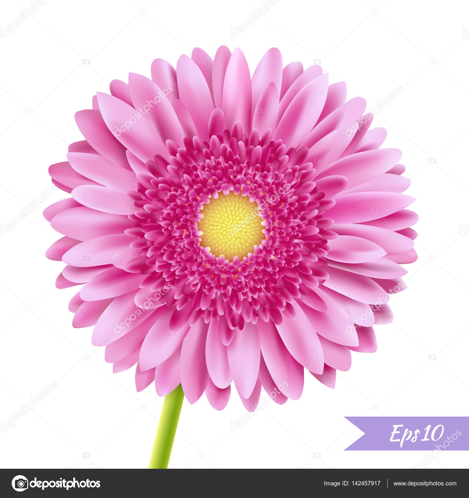 Pink gerbera single flower — Stock Vector © lamia-ell #142457917