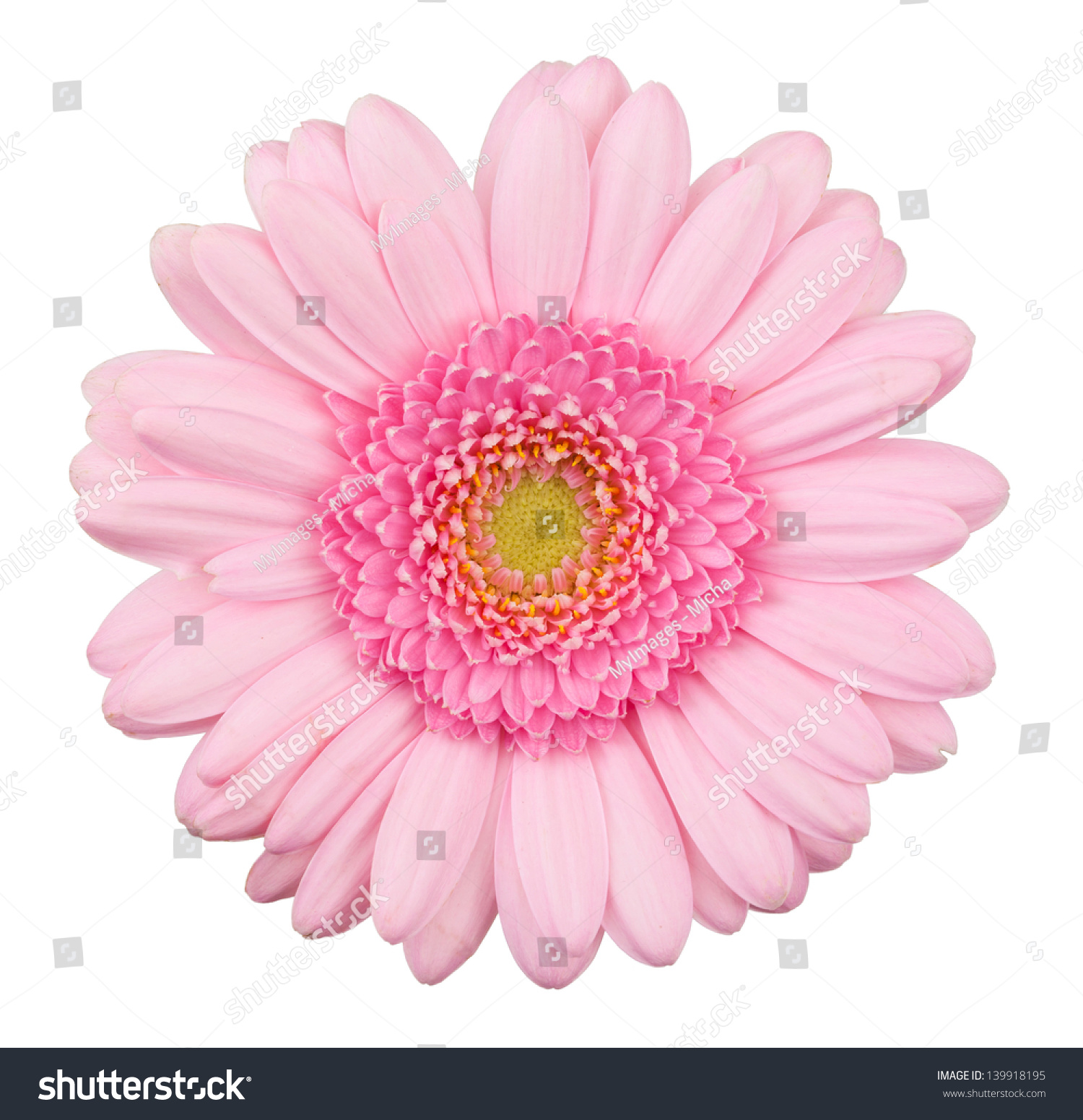 Pink Gerbera Flower Isolated Macro Isolated Stock Photo (Download ...