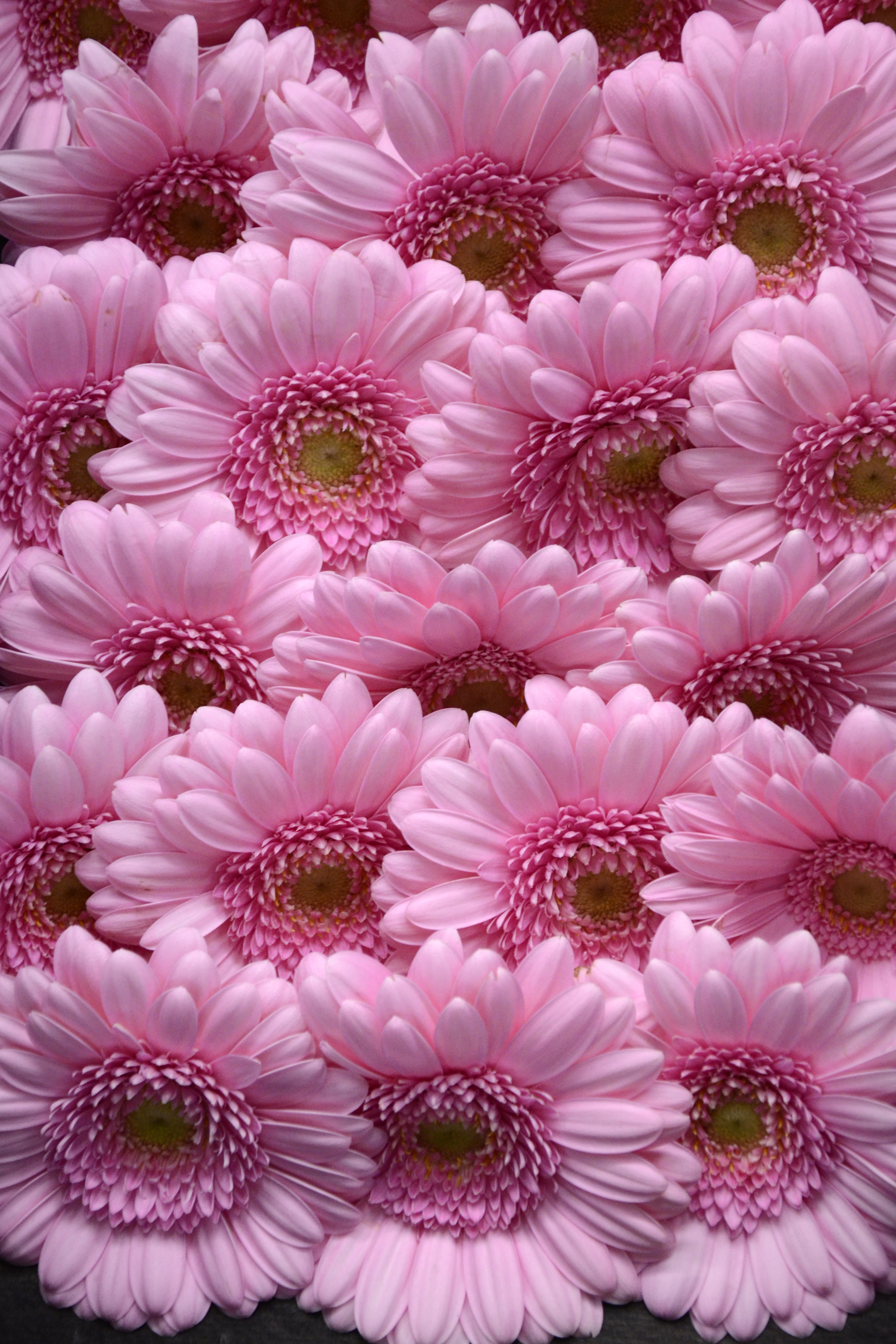 File:Pink Gerbera (2).jpg - Wikimedia Commons