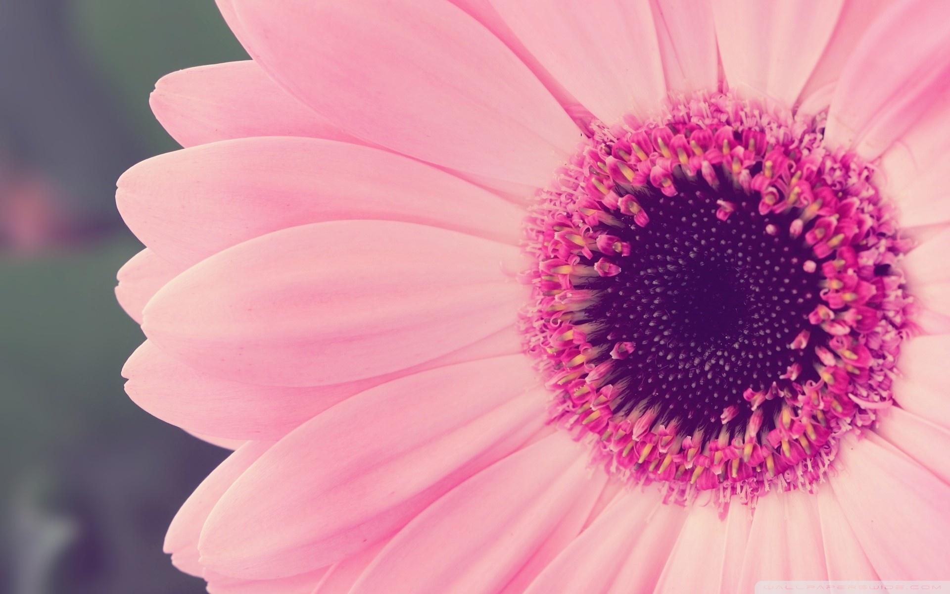 Pink Gerbera Daisy ❤ 4K HD Desktop Wallpaper for 4K Ultra HD TV ...