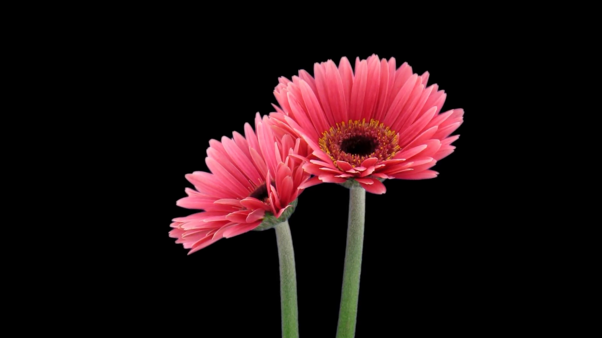 Time-lapse of opening pink gerbera flower 1a1 in PNG+ format with ...