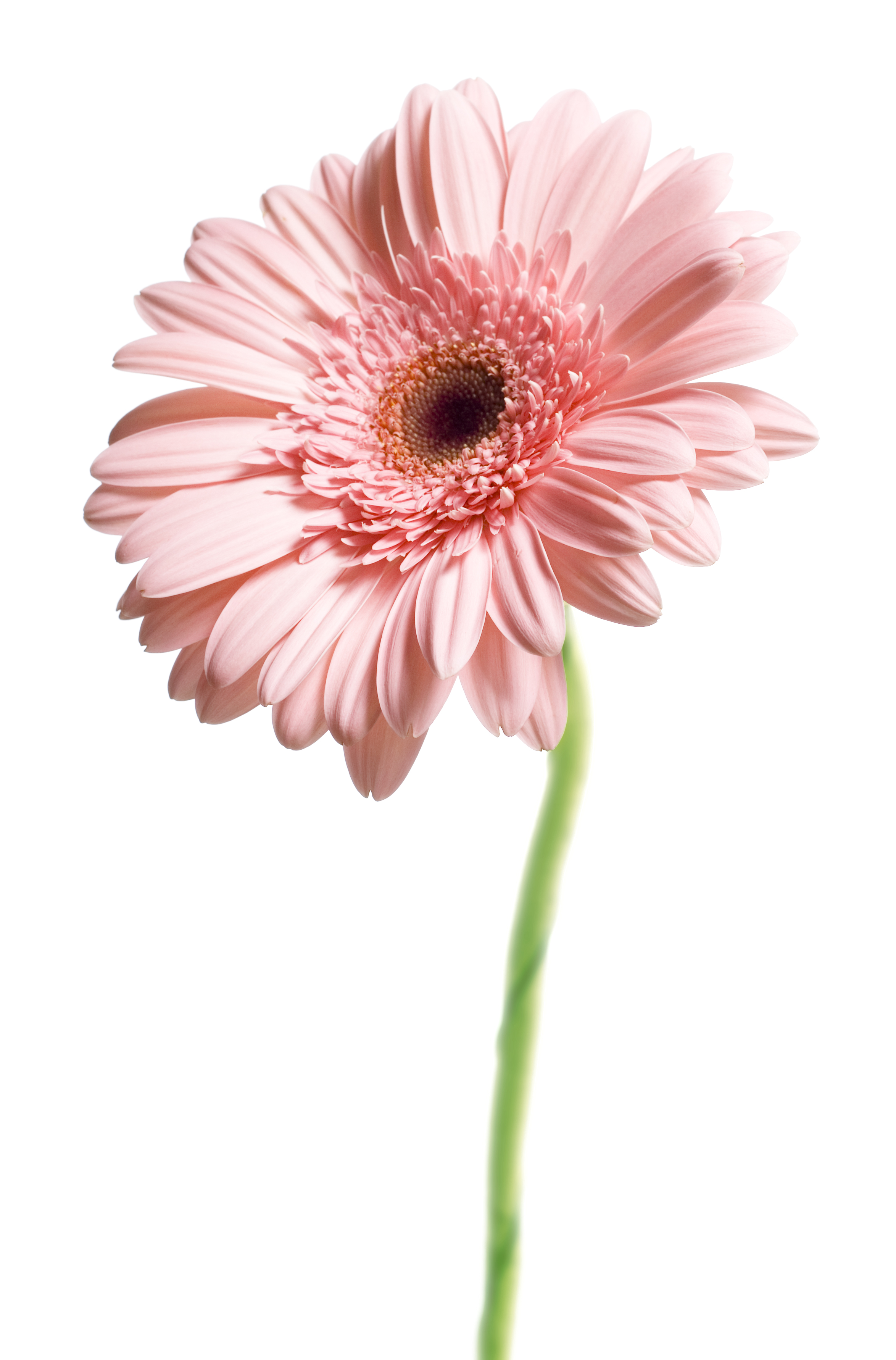 Pink gerbera flower photo