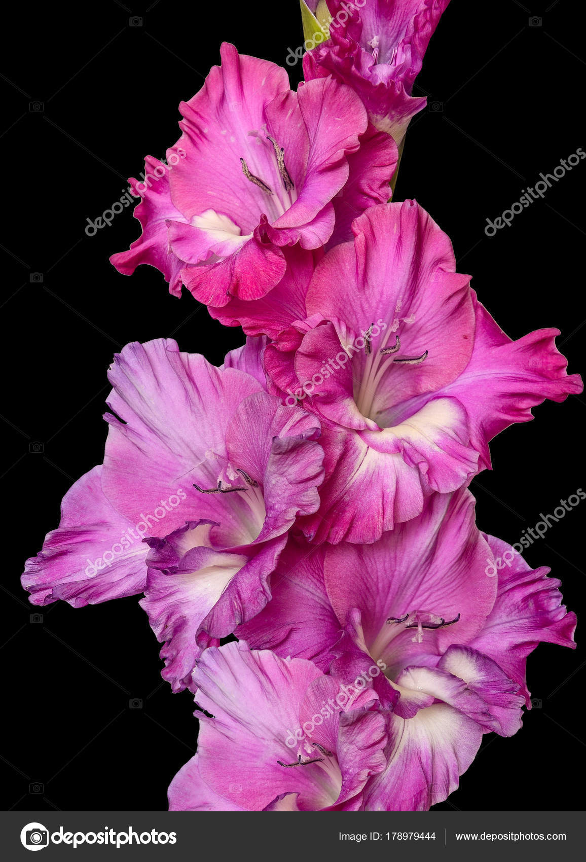 Single pink gladiolus flower close up, isolated on black backgro ...