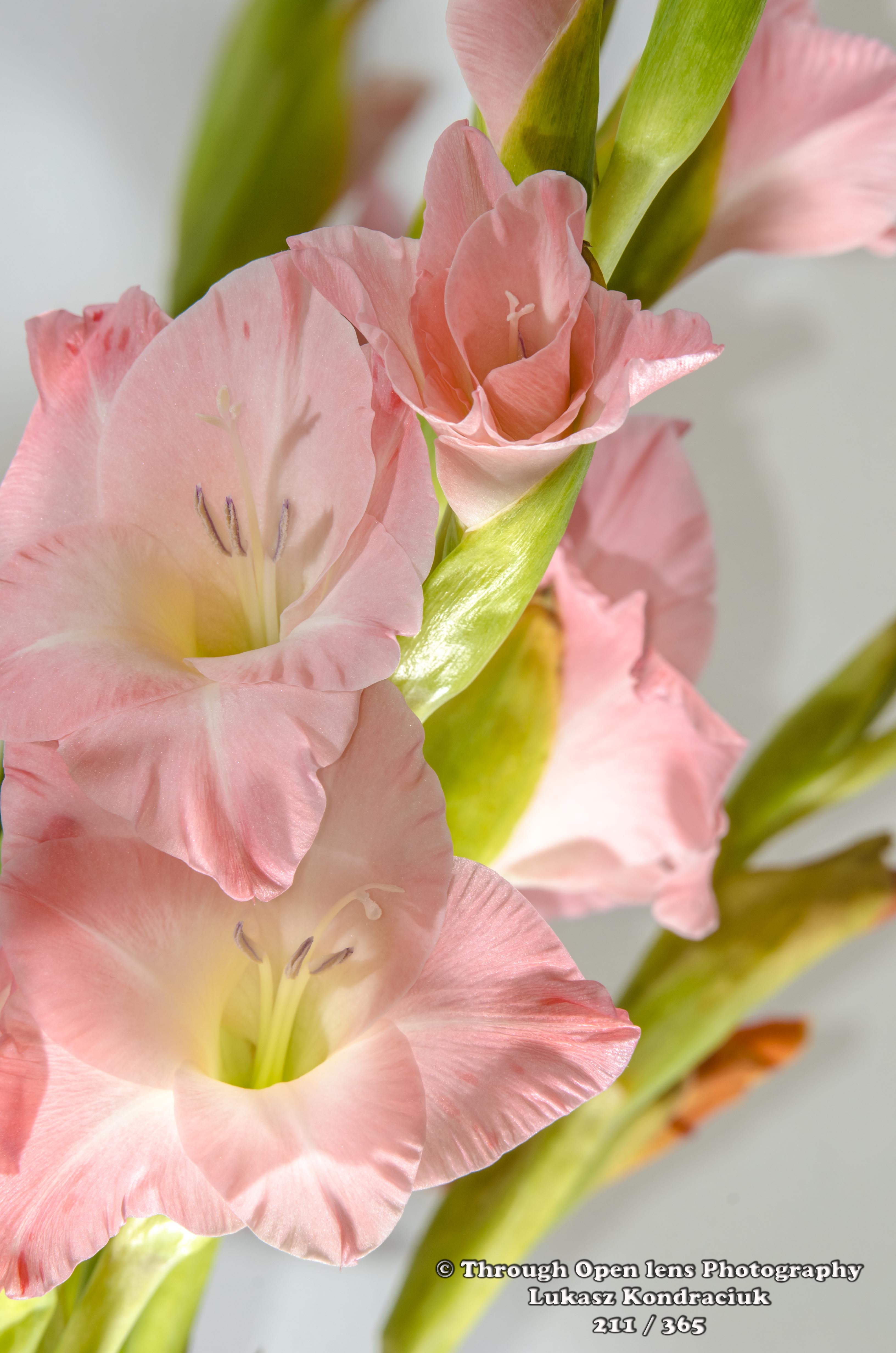 Light Pink Gladiolus – Through Open Lens