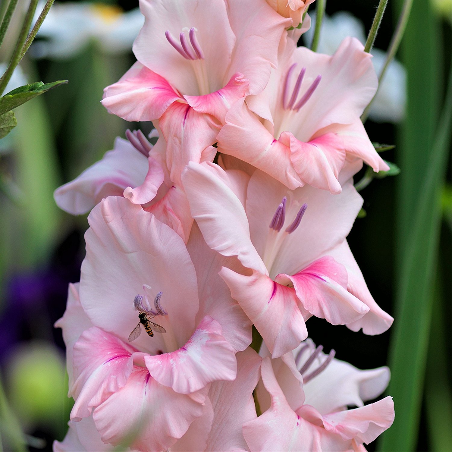 Amazon.com : Tall Gladiolus Flower Bulbs Tampico - Pink Gladiolus ...