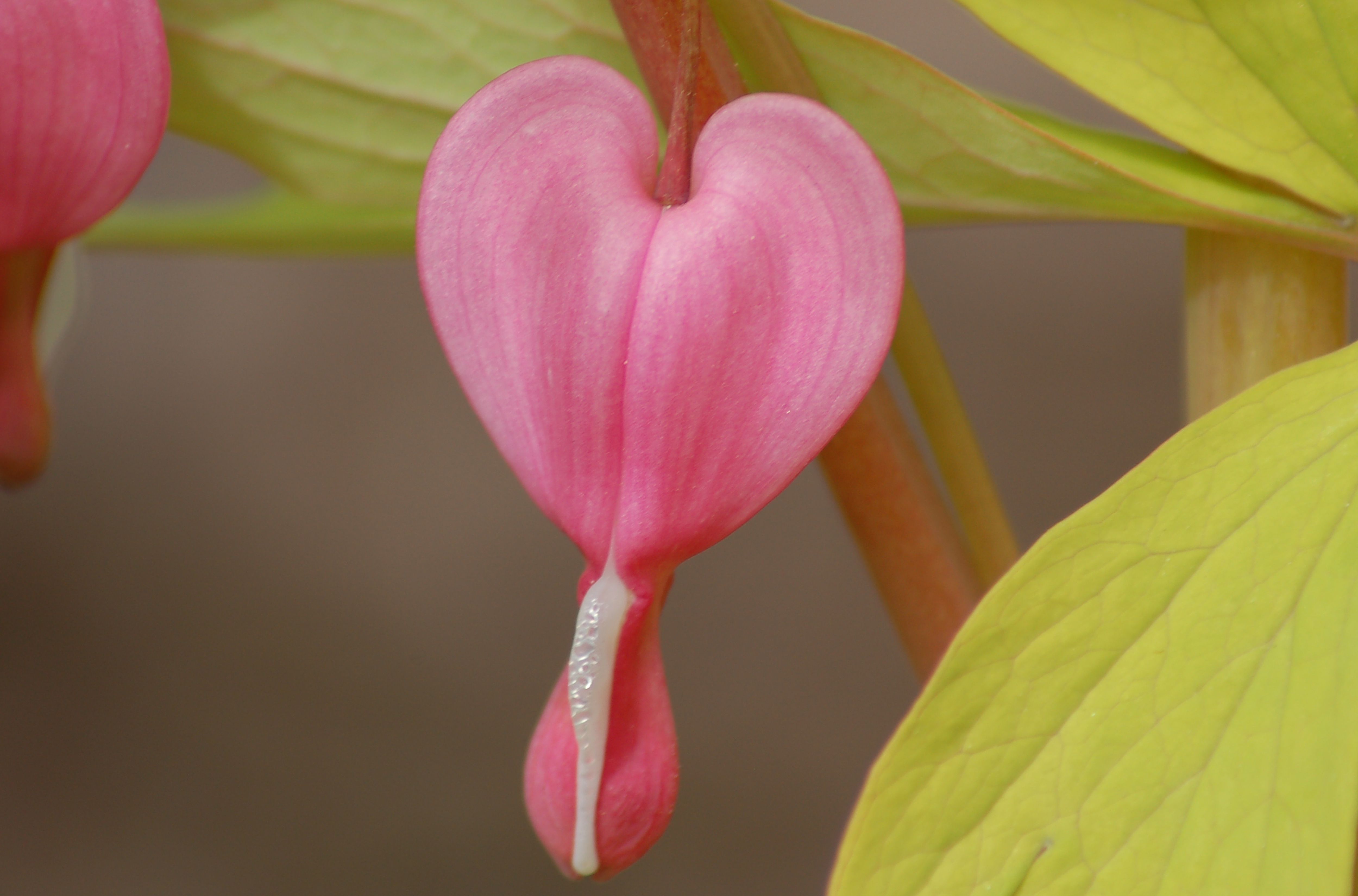 Bleeding Hearts: Flower Meaning, Plant Facts