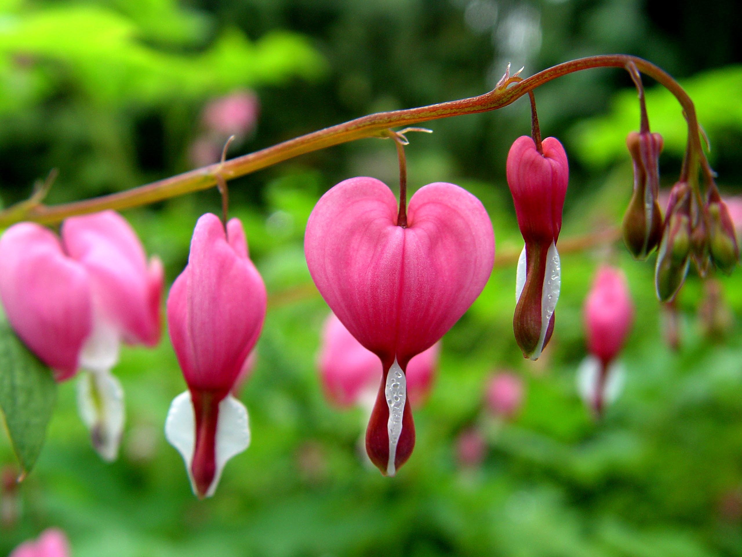 Top 10 Natural Most Beautiful Flowers In World | Top Ten Zilla