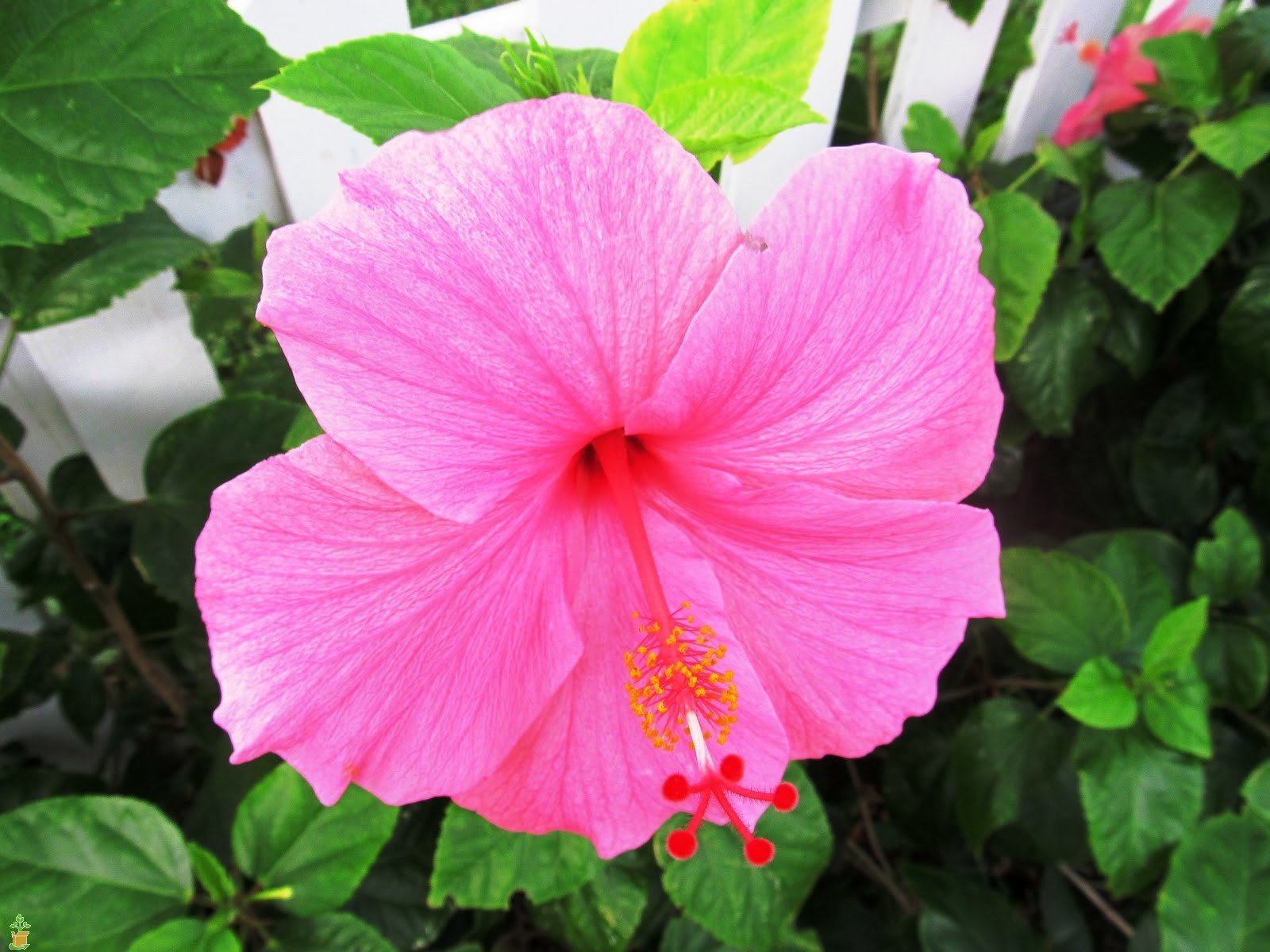 Pink Hibiscus — The Planting Tree