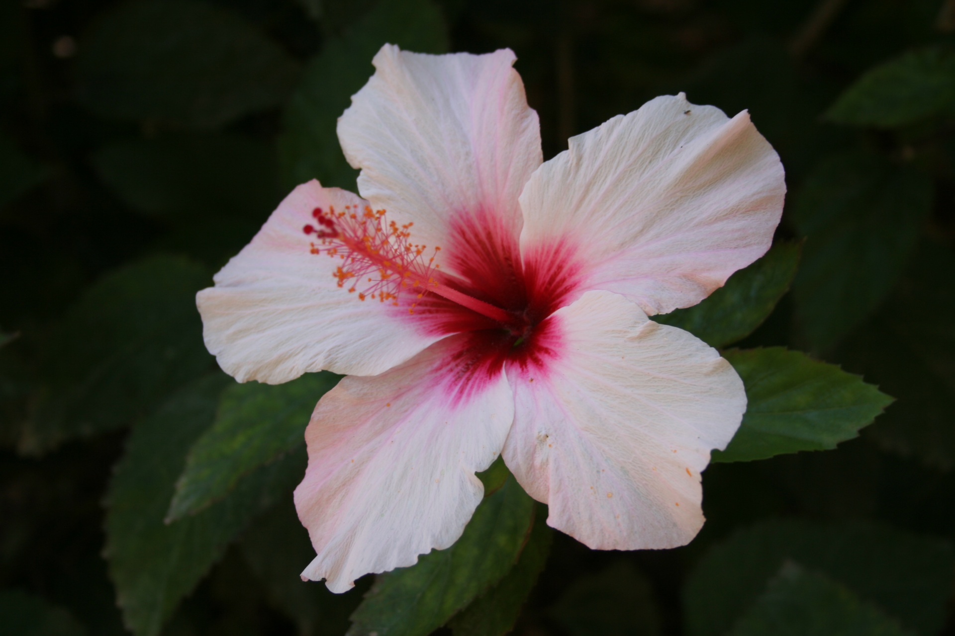 Pink Hibiscus Free Stock Photo - Public Domain Pictures
