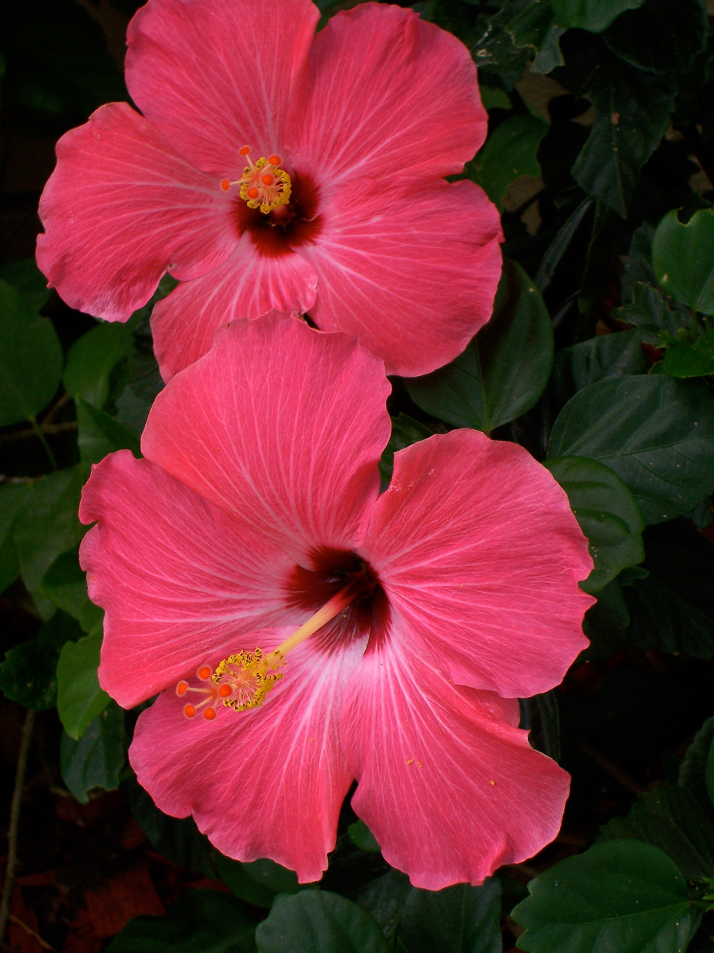 Pink Hibiscus Flowers Free Stock Photo - Public Domain Pictures