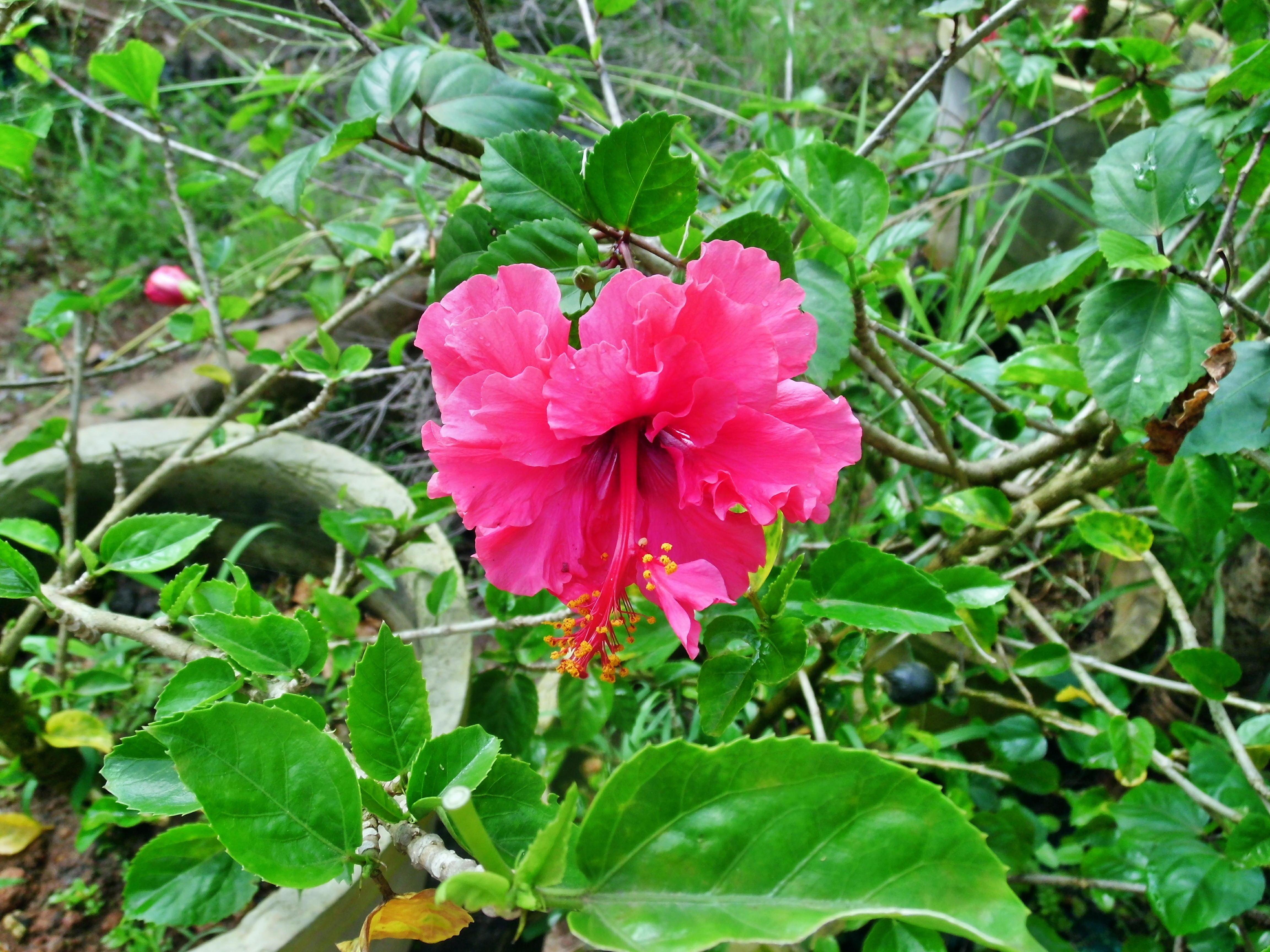 Pink hibiscus flower photo