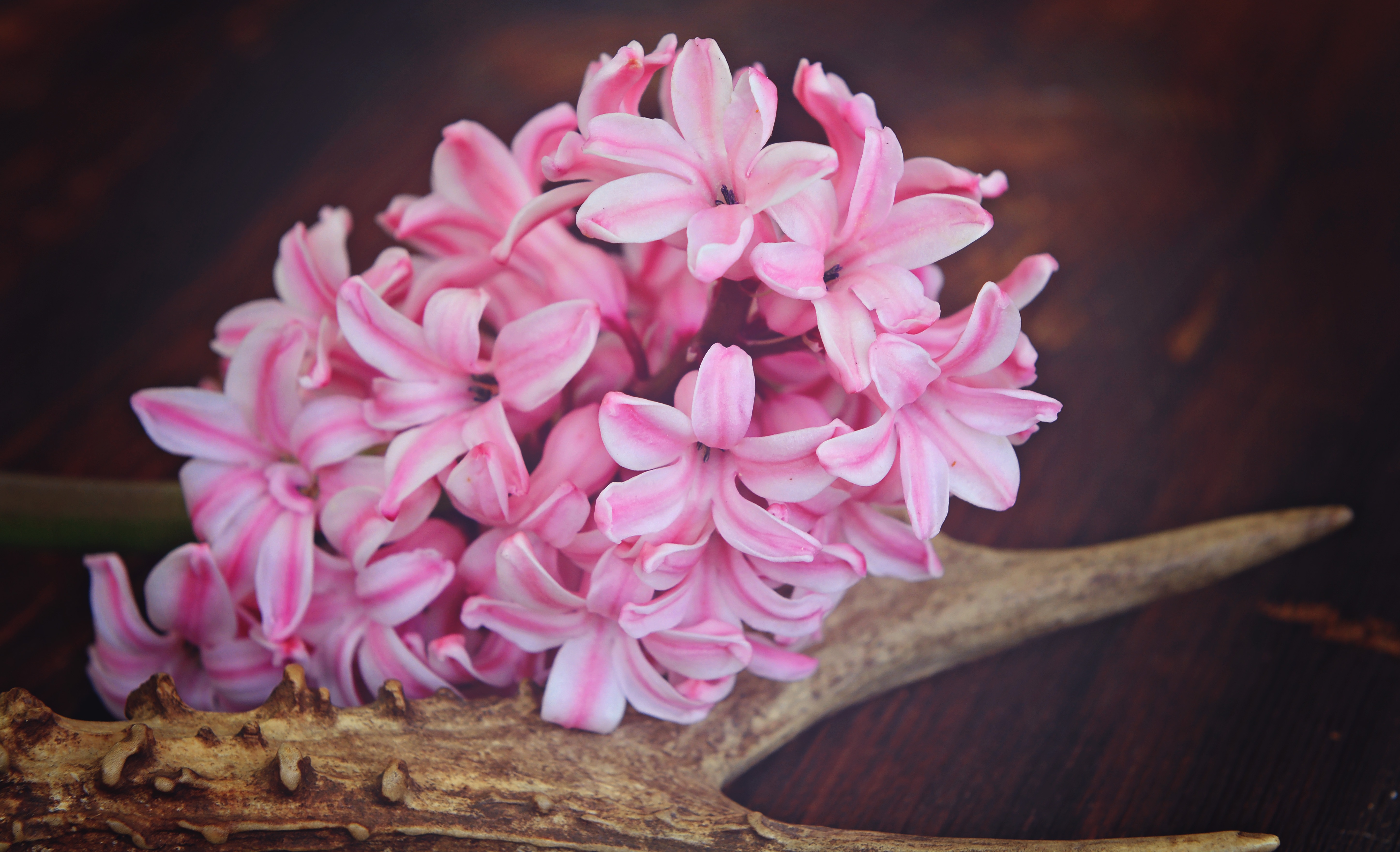 Pink hyacinth photo