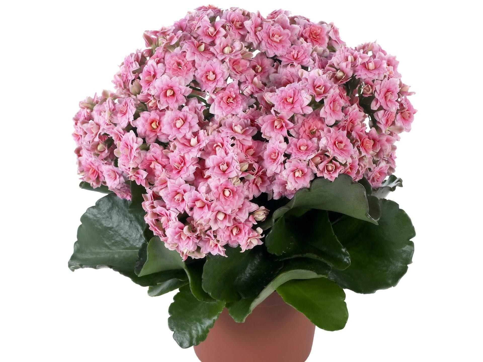 Kalanchoe-flowers-pink. Need bright indirect light. If leaves start ...