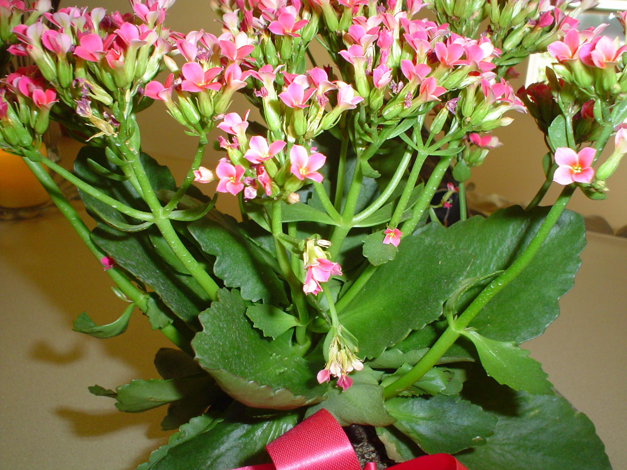 Pink Blooming Succulent Is A Kalanchoe