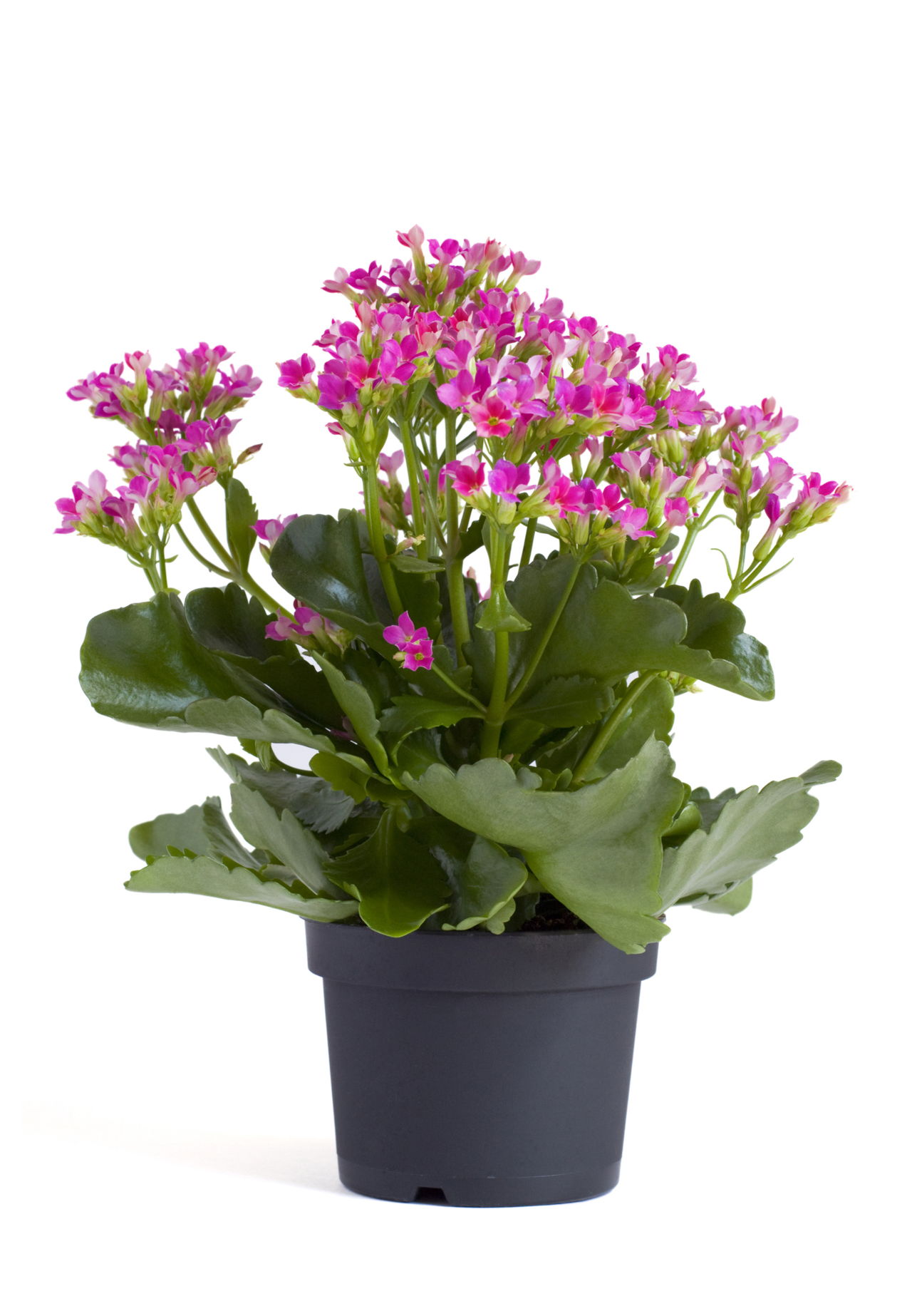 Extremely Amazing Facts About Kalanchoe Plants