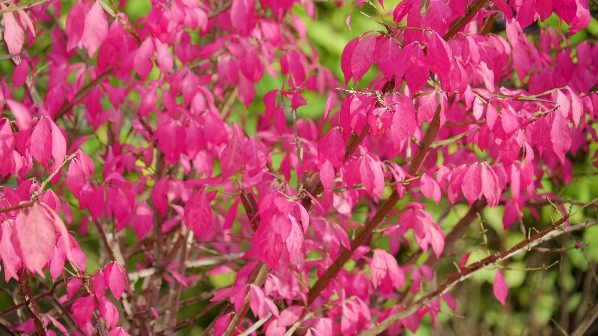 Lots of plants with pink leaves on the stems Stock Video Footage ...