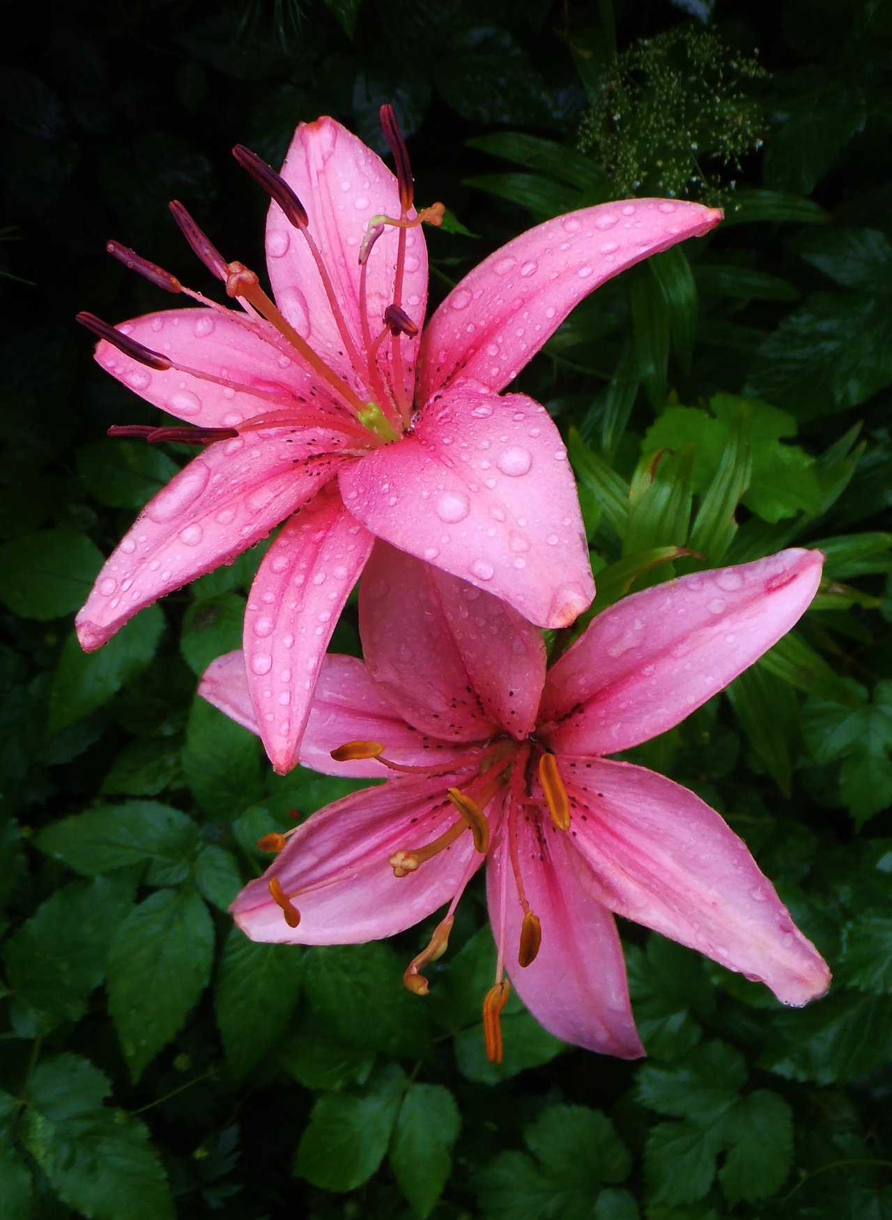 Pink Lilies by MP-Tuomela on DeviantArt