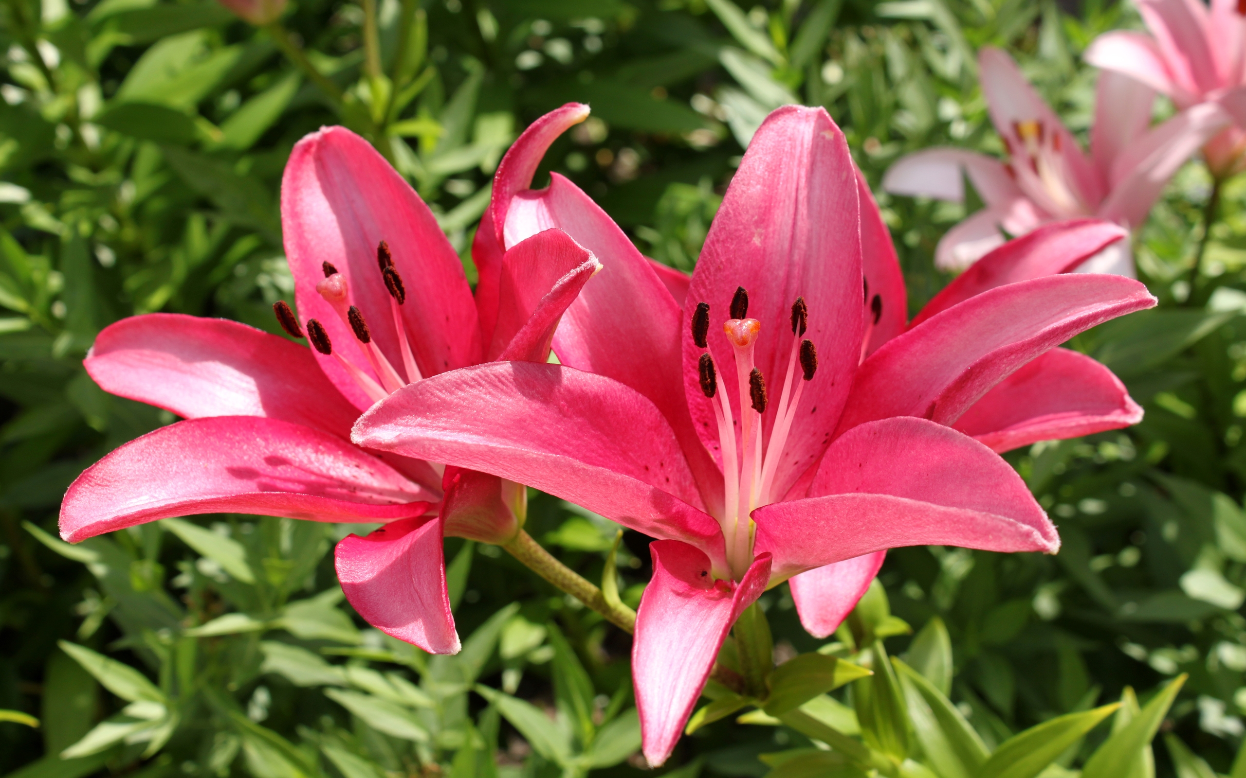 Small Pink Lily Like Flowers 3 : Wallpapers13.com