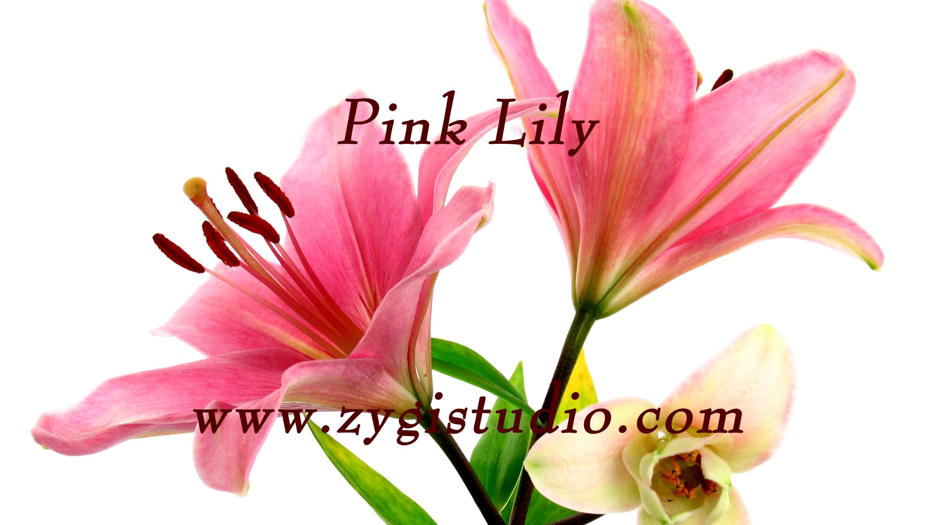 Time-lapse of Opening Pink Lily Flower. - YouTube