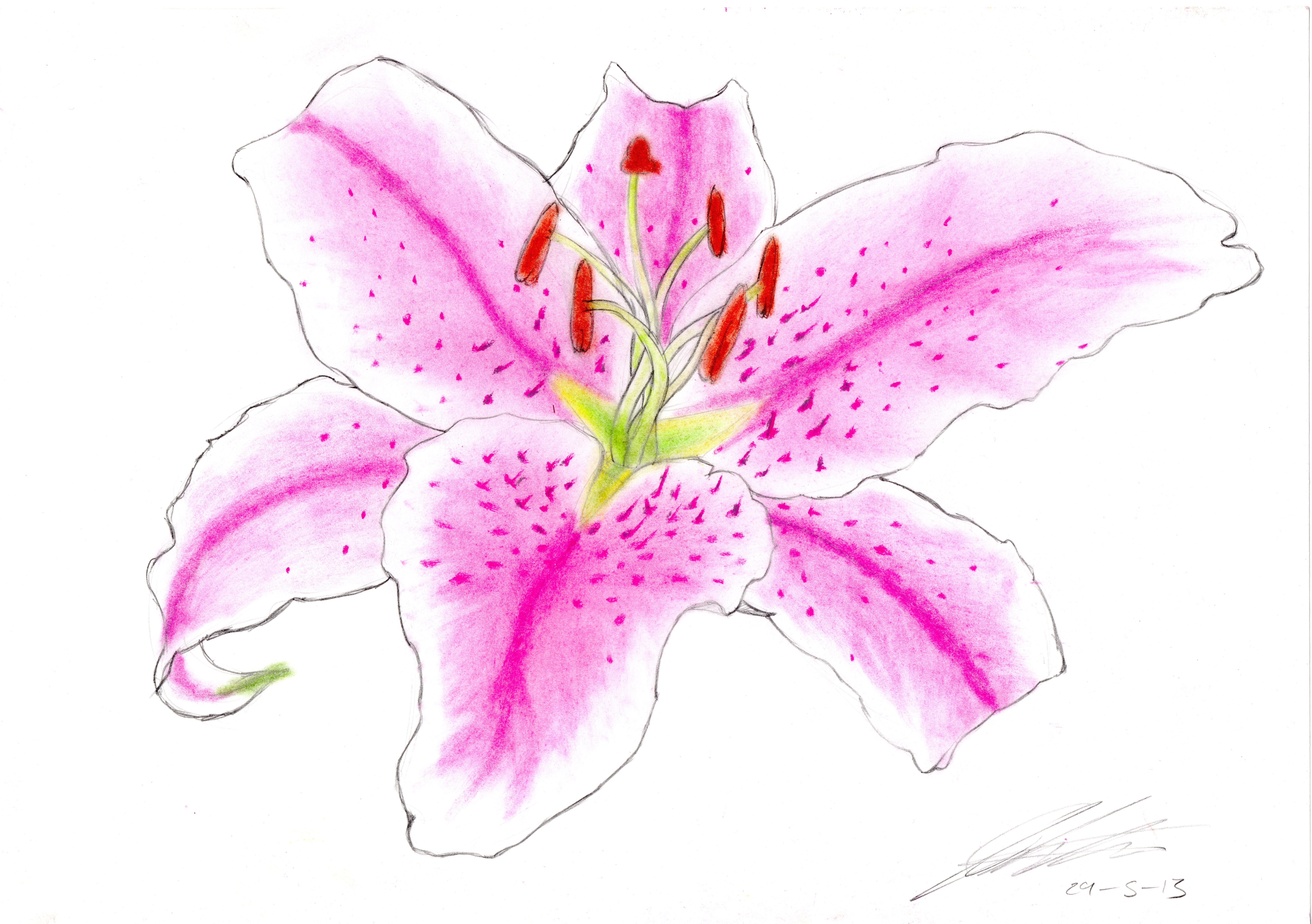 Pink Lily by Toraden on DeviantArt