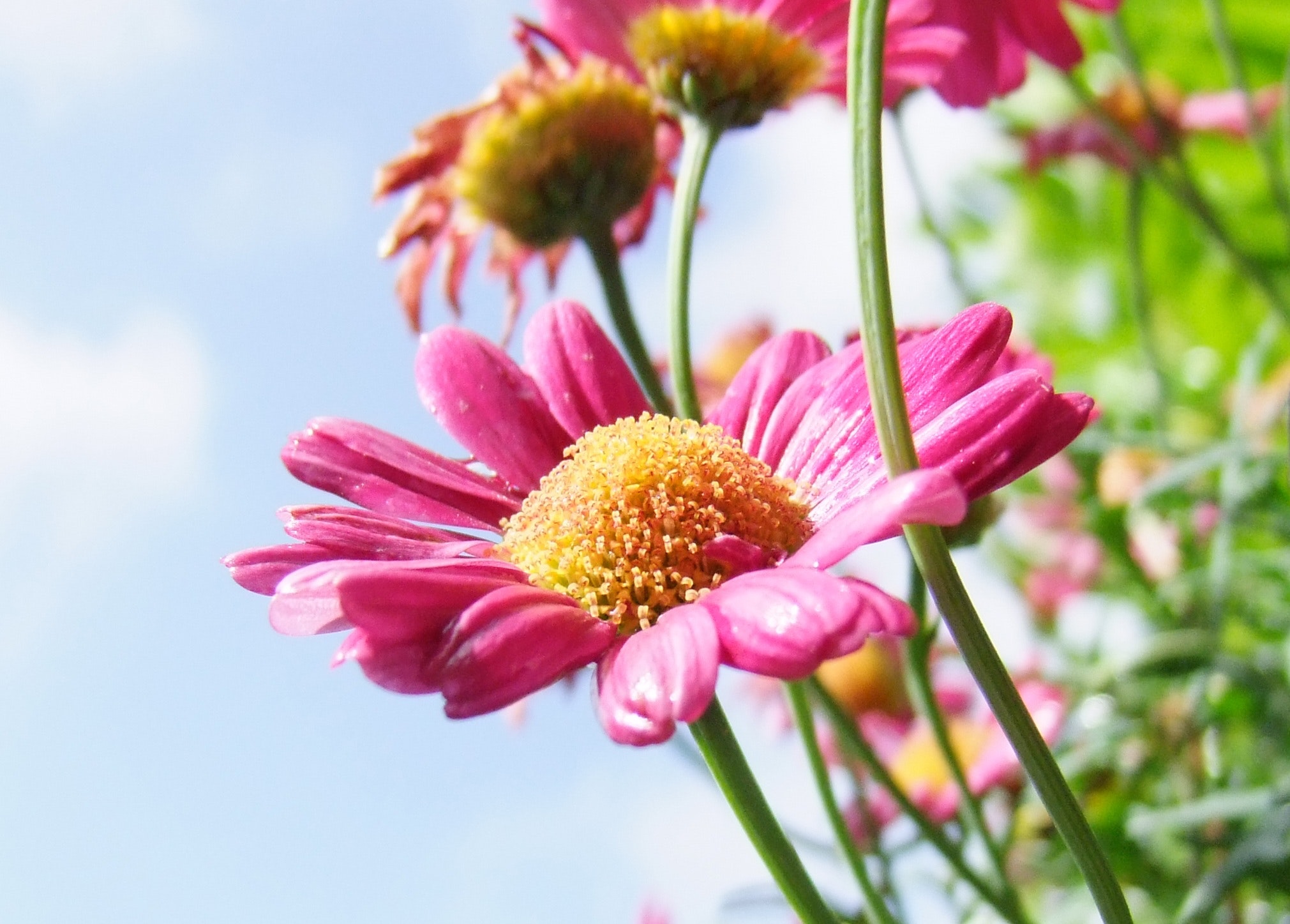 Pink long and layered petaled flower during daytime photo