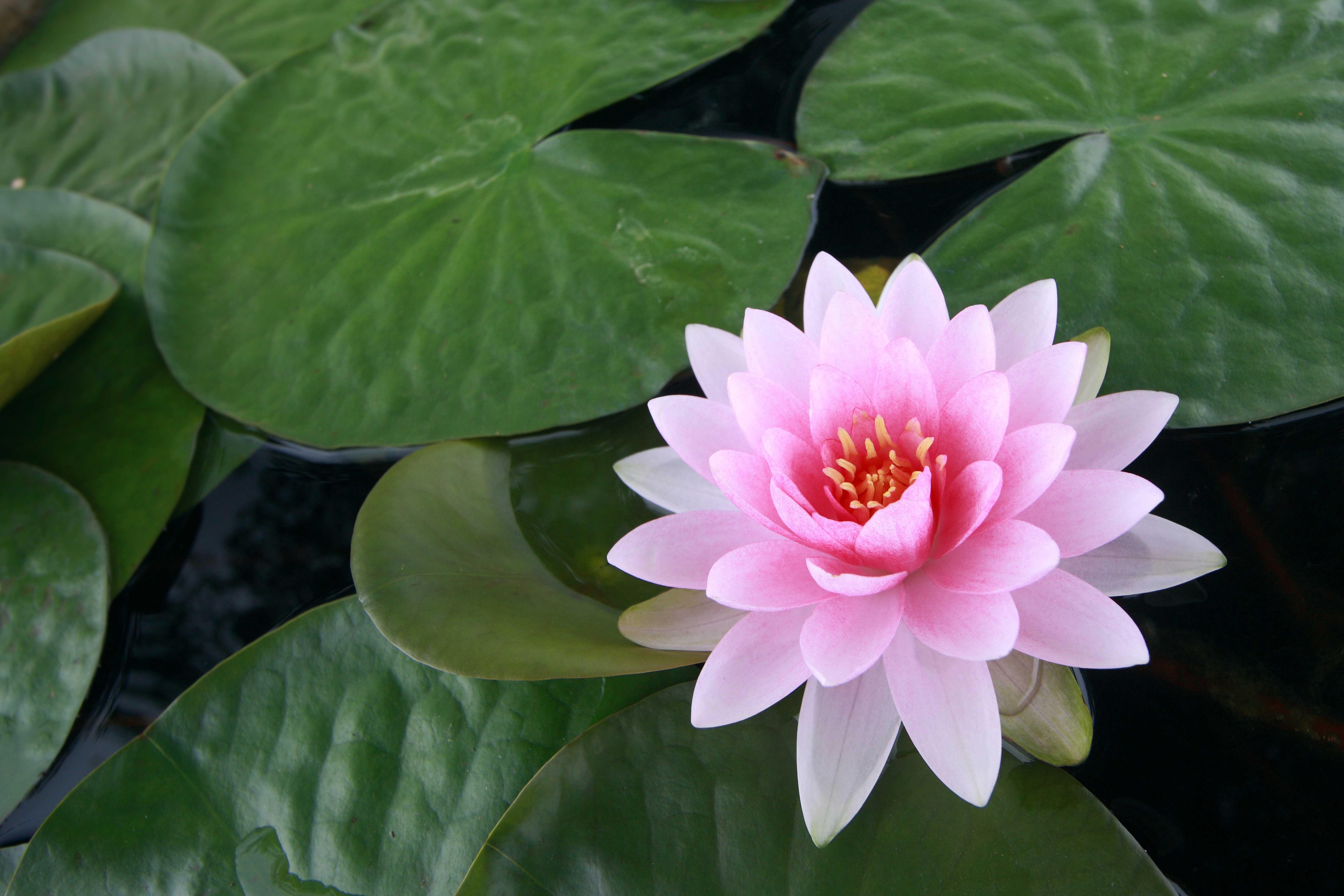 Pink Lotus Flower: Meaning and Symbolism - Mythologian.Net