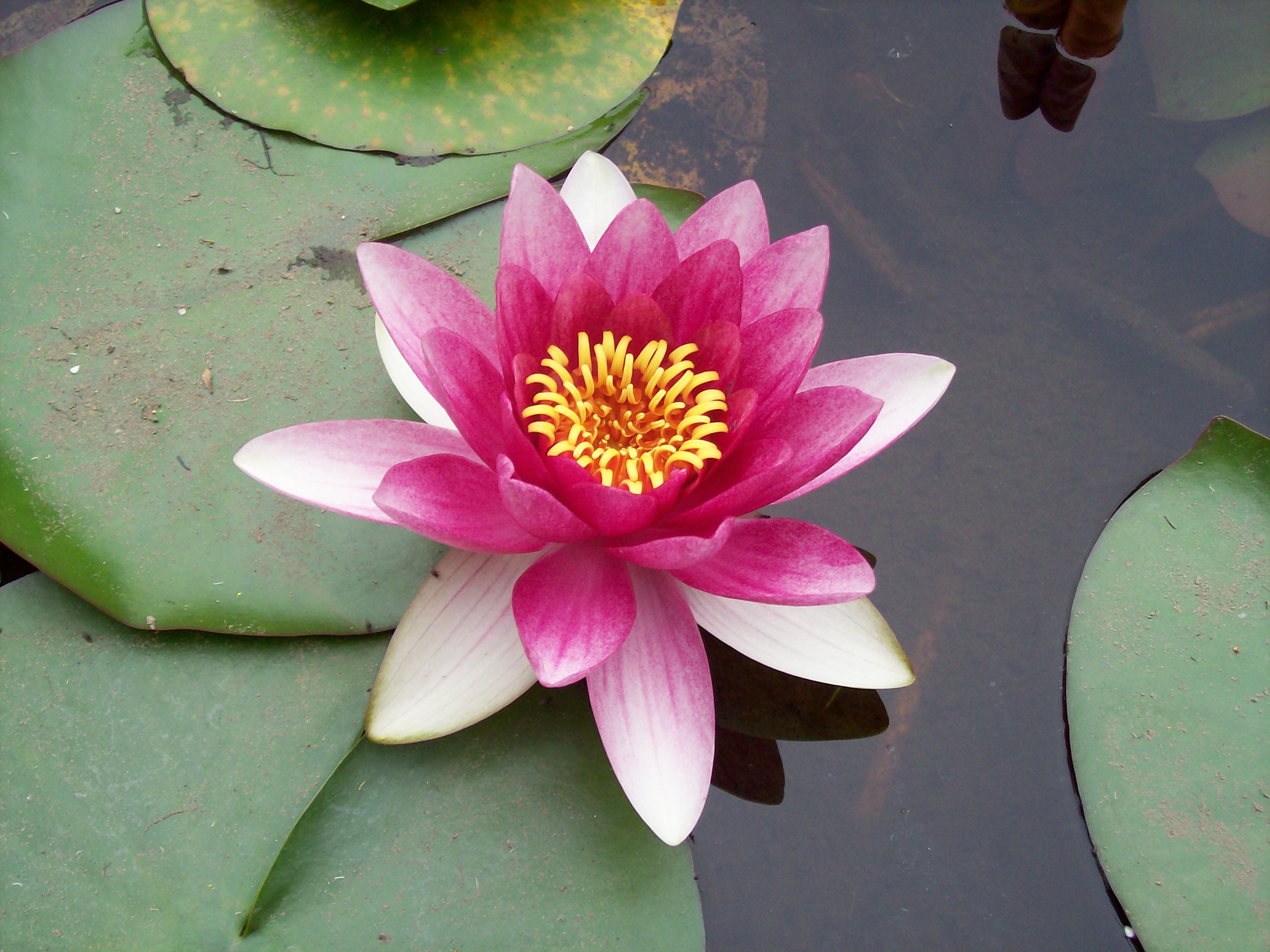 Pink Lotus Flower: Meaning and Symbolism - Mythologian.Net