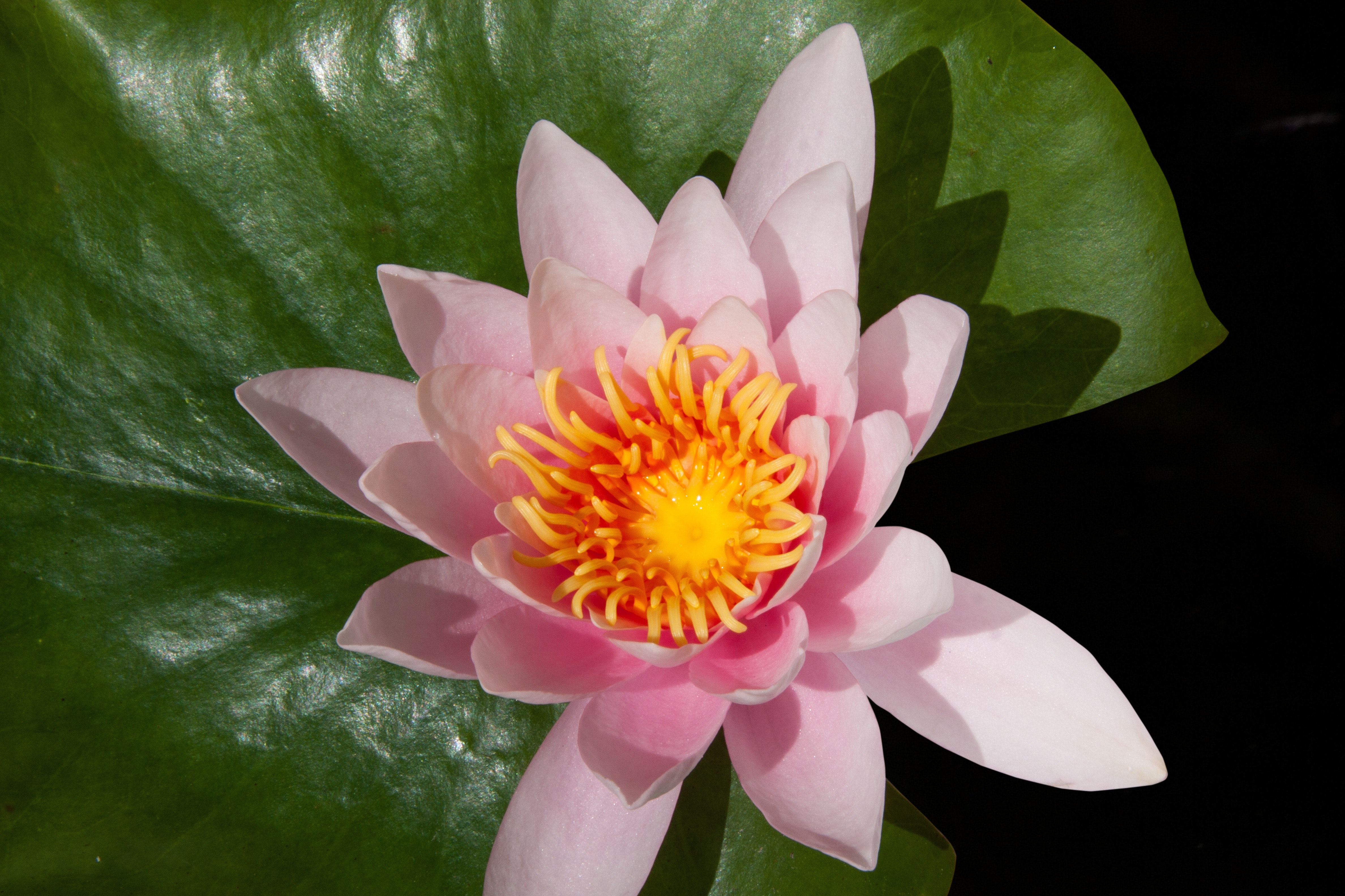 Pink Lotus Flower, Aquatic plant, Bloom, Flora, Flower, HQ Photo