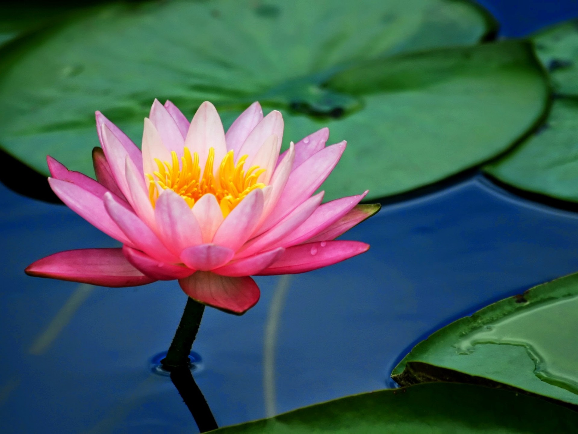 Flower Pink Lotus Flower And Lily Pads 2560x1600 : Wallpapers13.com