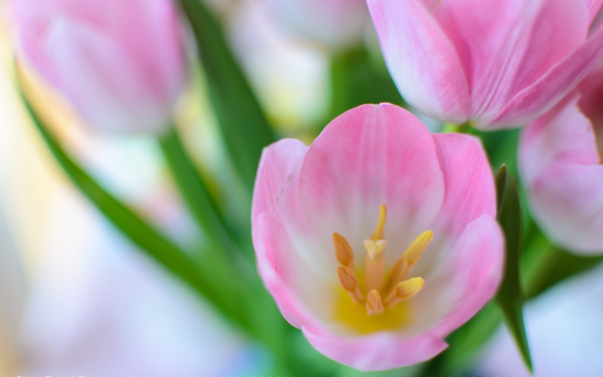 Pink Tulip Flowers Macro Nature Spring 2560x1600 : Wallpapers13.com
