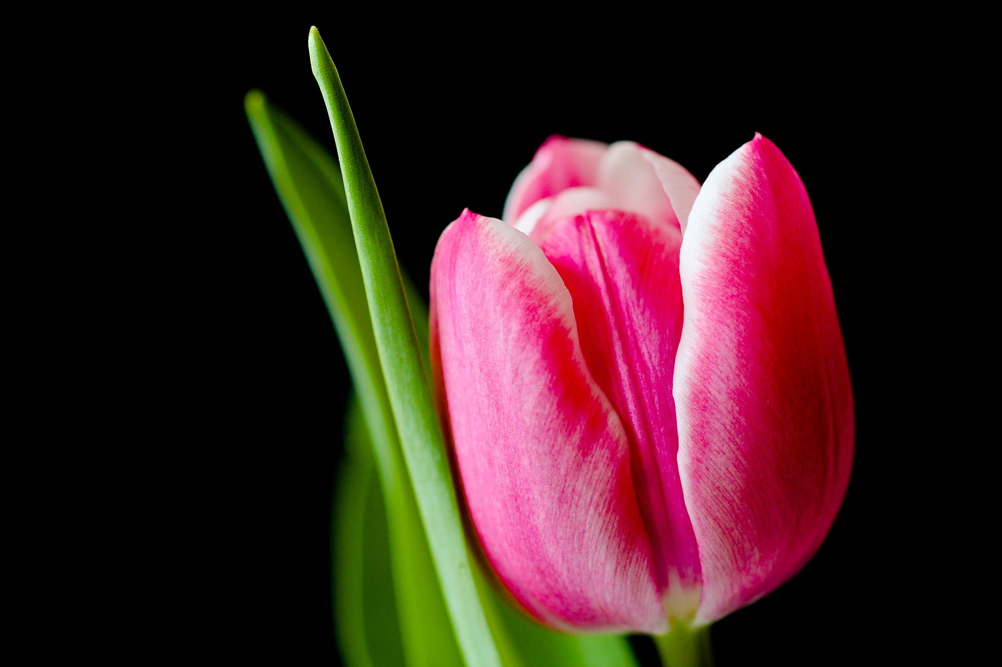 Macro photography of pink Tulip flower HD wallpaper | Wallpaper Flare