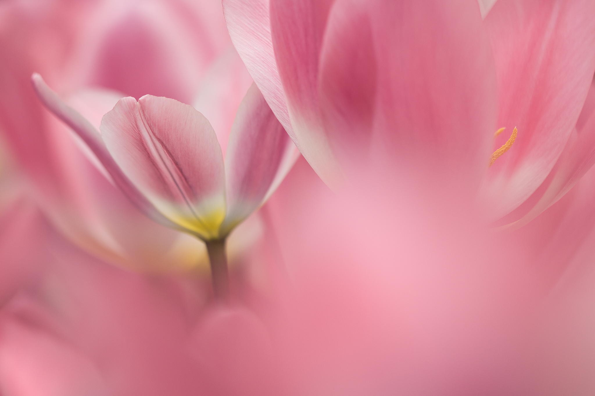 Flower: Pink Tulips Flowers Nature Macro Flower Wallpapers Mac for ...